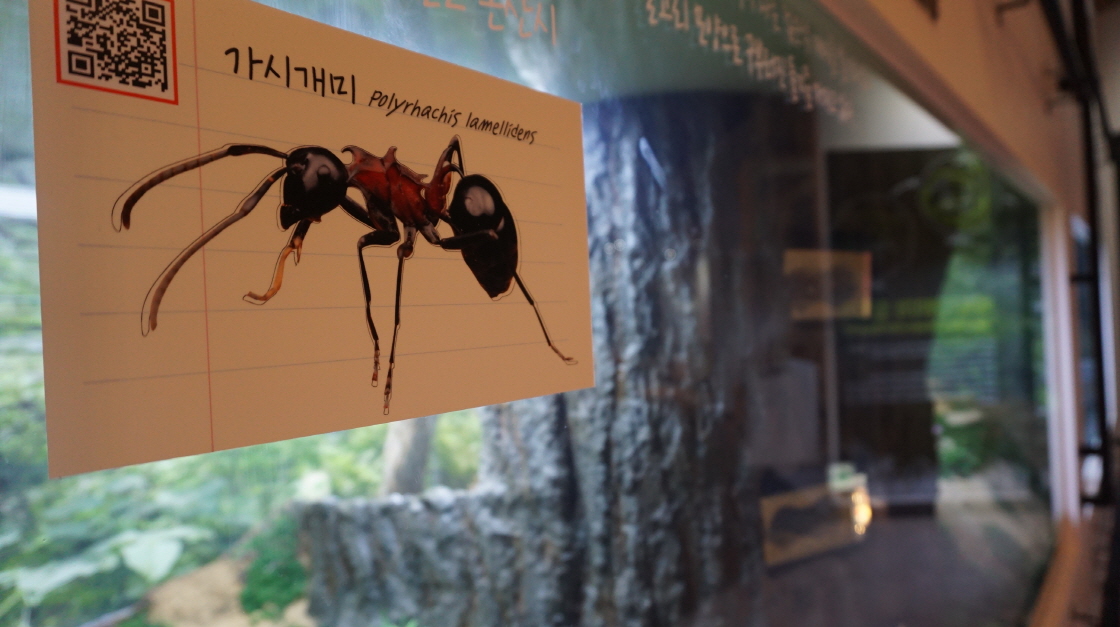 개미세계탐험전-개미과학기지 전시소개 - 기간  2015-04-02 ~ 2019-09-01 장소  국립생태원 에코리움 기획전시관_4