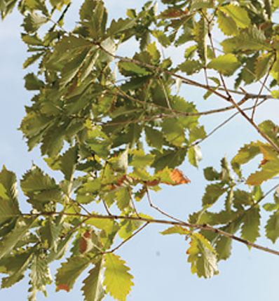 난온대 상록활엽수림대에 핀 동백나무 잎