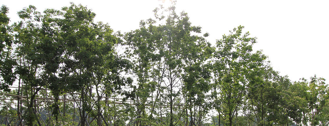 난온대 낙엽활엽수림대 사진
