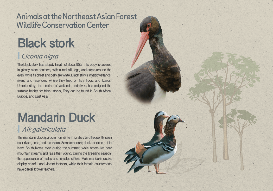 동북아산림동물보호시설의 동물(먹황새, 원앙)