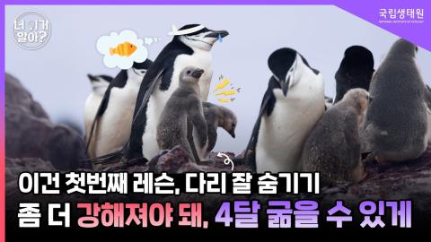 [너 이거 알아?] 이건 첫번째 레슨, 펭귄 숏다리라고 놀리지 않기