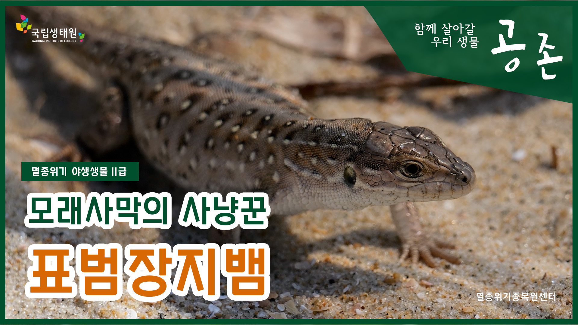 공존 '표범장지뱀'