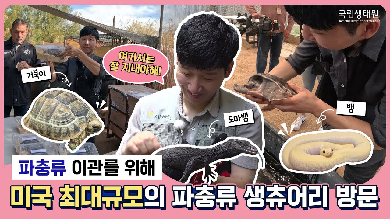 [국립생태원 V-log] 구해줘홈즈! 태평양까지 건나간 밀수&유기된 파충류 새집 보내기 프로젝트