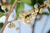 사스레피나무_수꽃(축소)