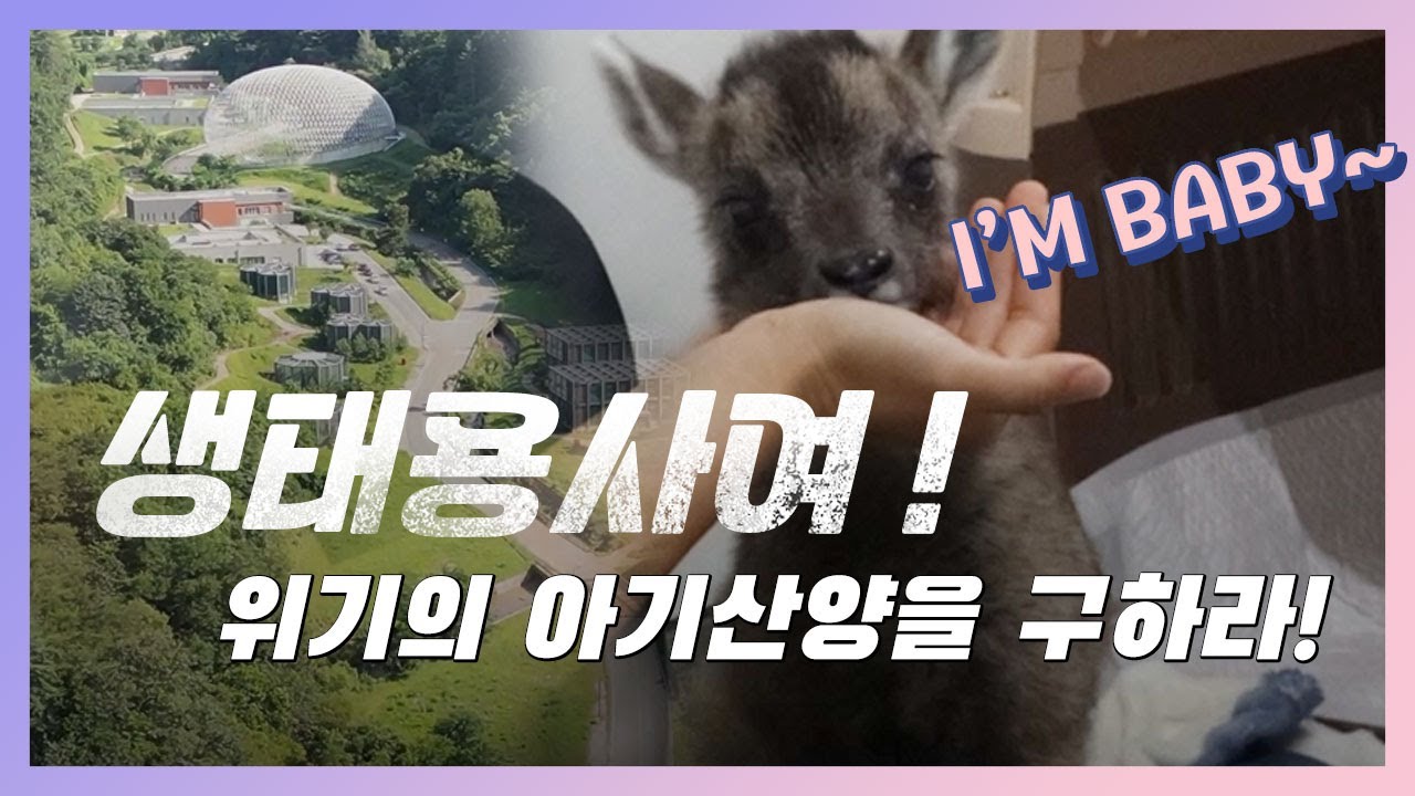 국립생태원 멸종위기종복원센터의 용사들! 아기 산양을 구하라!