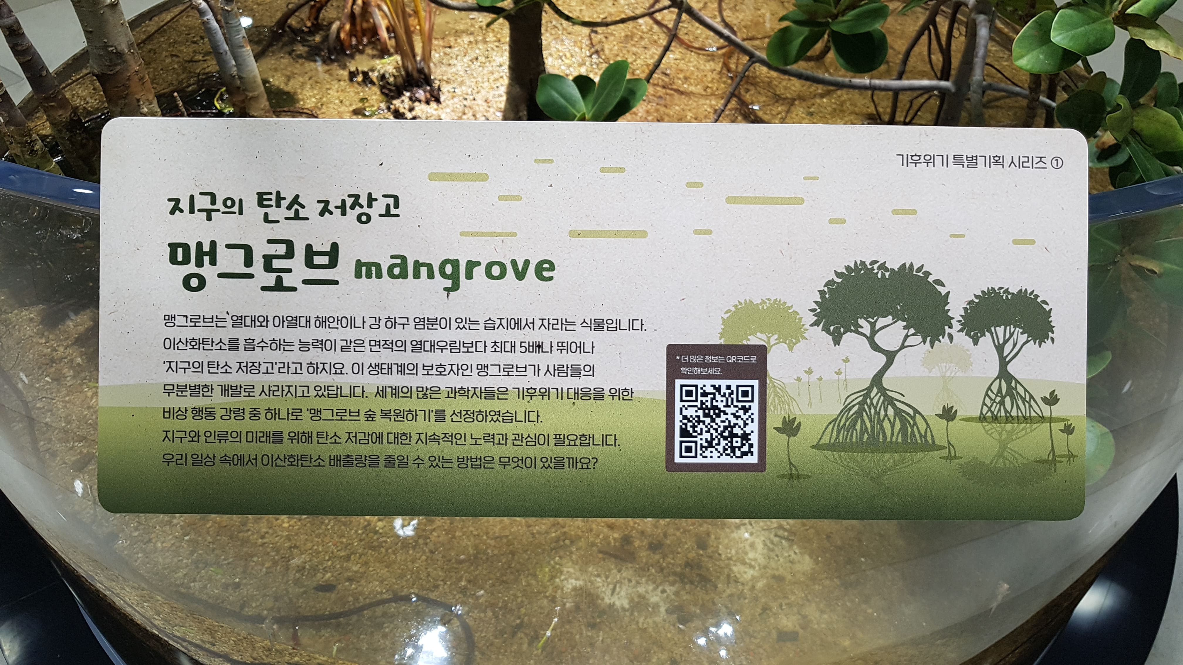 지구의 탄소 저장고 ‘맹그로브’ - mangrove   에코리움 중앙 로비 2021-04-27(화)~ 국립생태원