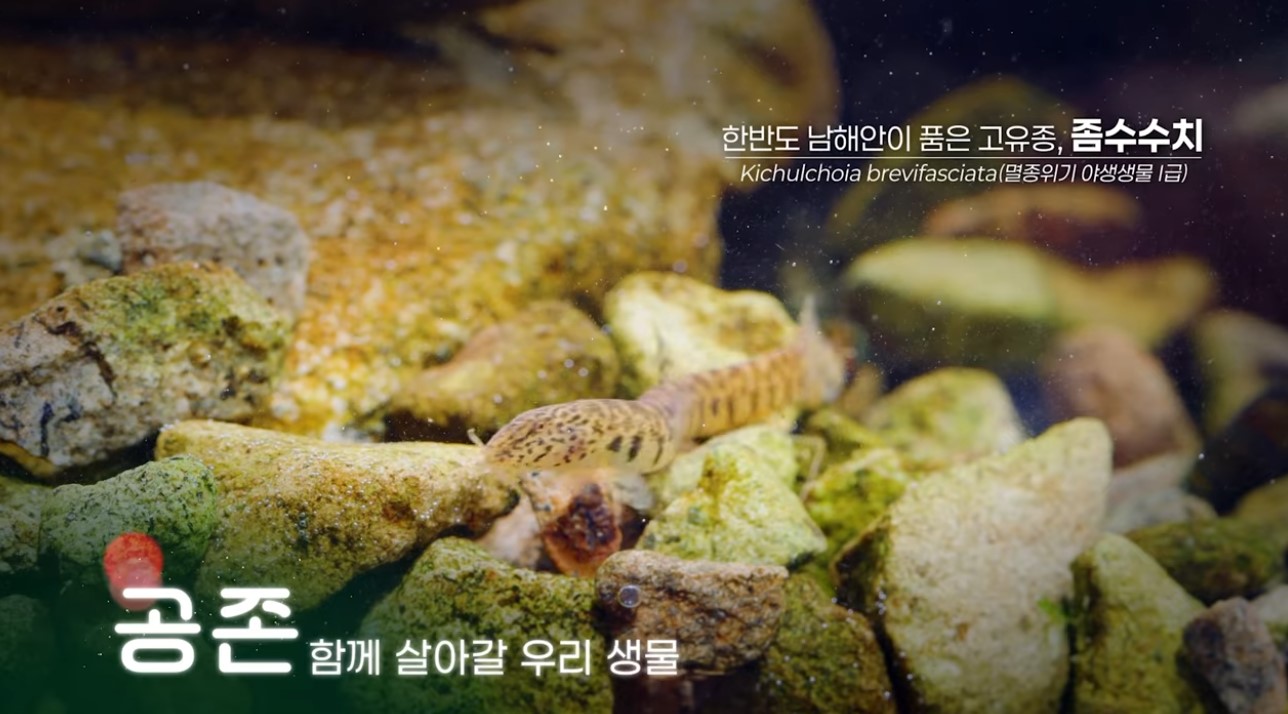 [국립생태원] 한반도 남해안이 품은 고유종 '좀수수치'가 겪는 위기