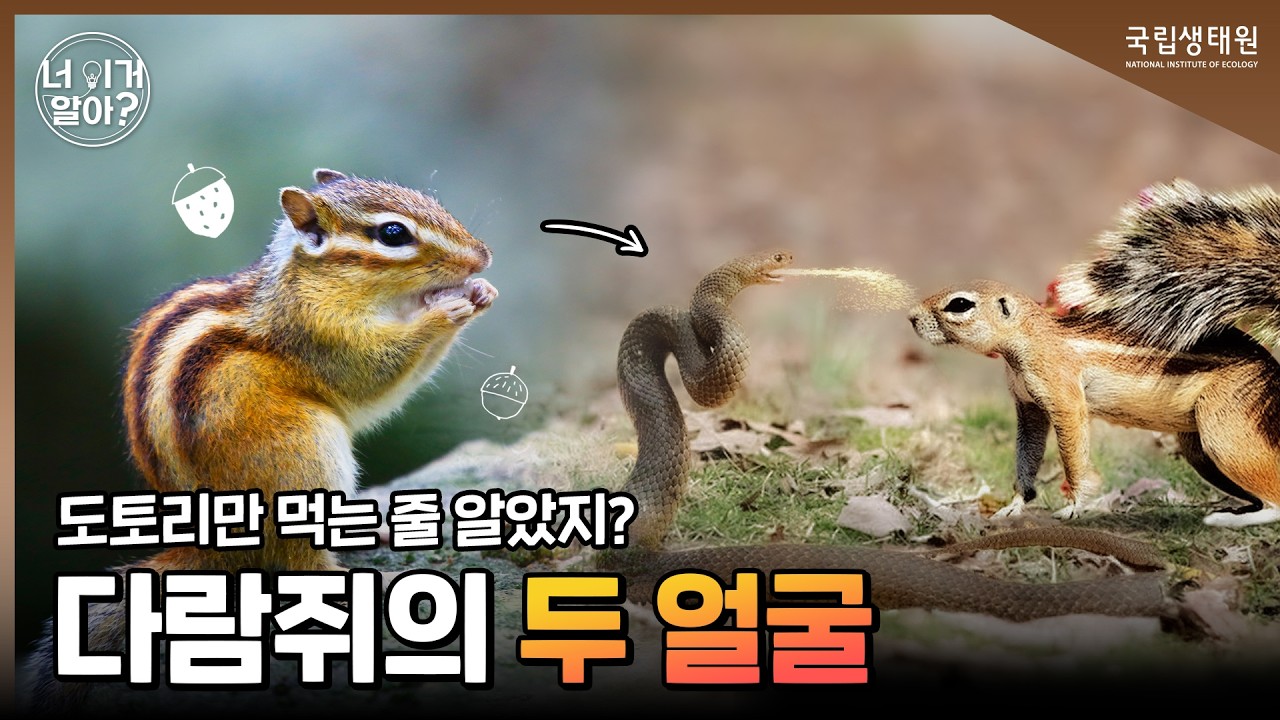 [너 이거 알아?] 먹기만 할 줄 알았던 다람쥐, 사실은 기억력 천재? 