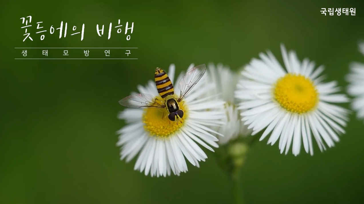 [생태모방연구]꽃등에의 비행