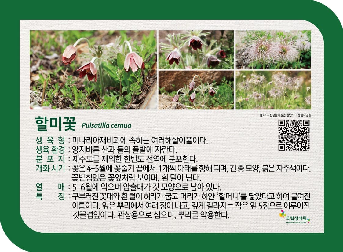 봄, 우리 들꽃 이름의 유래 -  2021-04-23(금) ~ 2021-05-30(일) 국립생태원_5