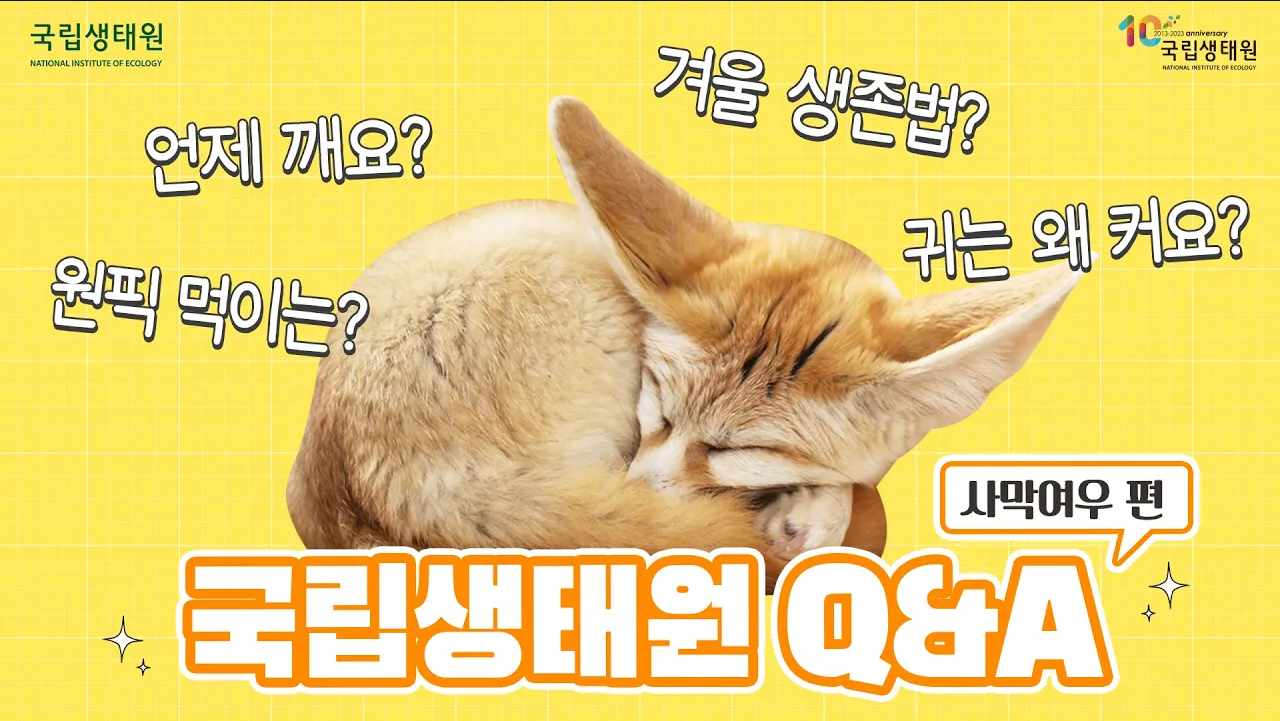 국립생태원 Q&A 무엇이든 대답합니다 – 사막여우 편
