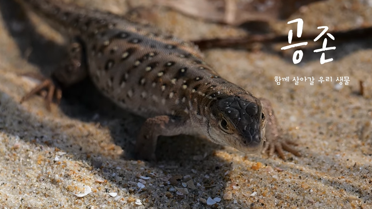 함께 살아갈 우리 생물(6)- 모래사막의 사냥꾼 '표범장지뱀'(멸종위기 야생생물Ⅱ급)