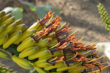 알로에 마를로티이