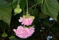 돔베야 왈리키이