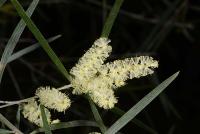 아카치아 플로리분다