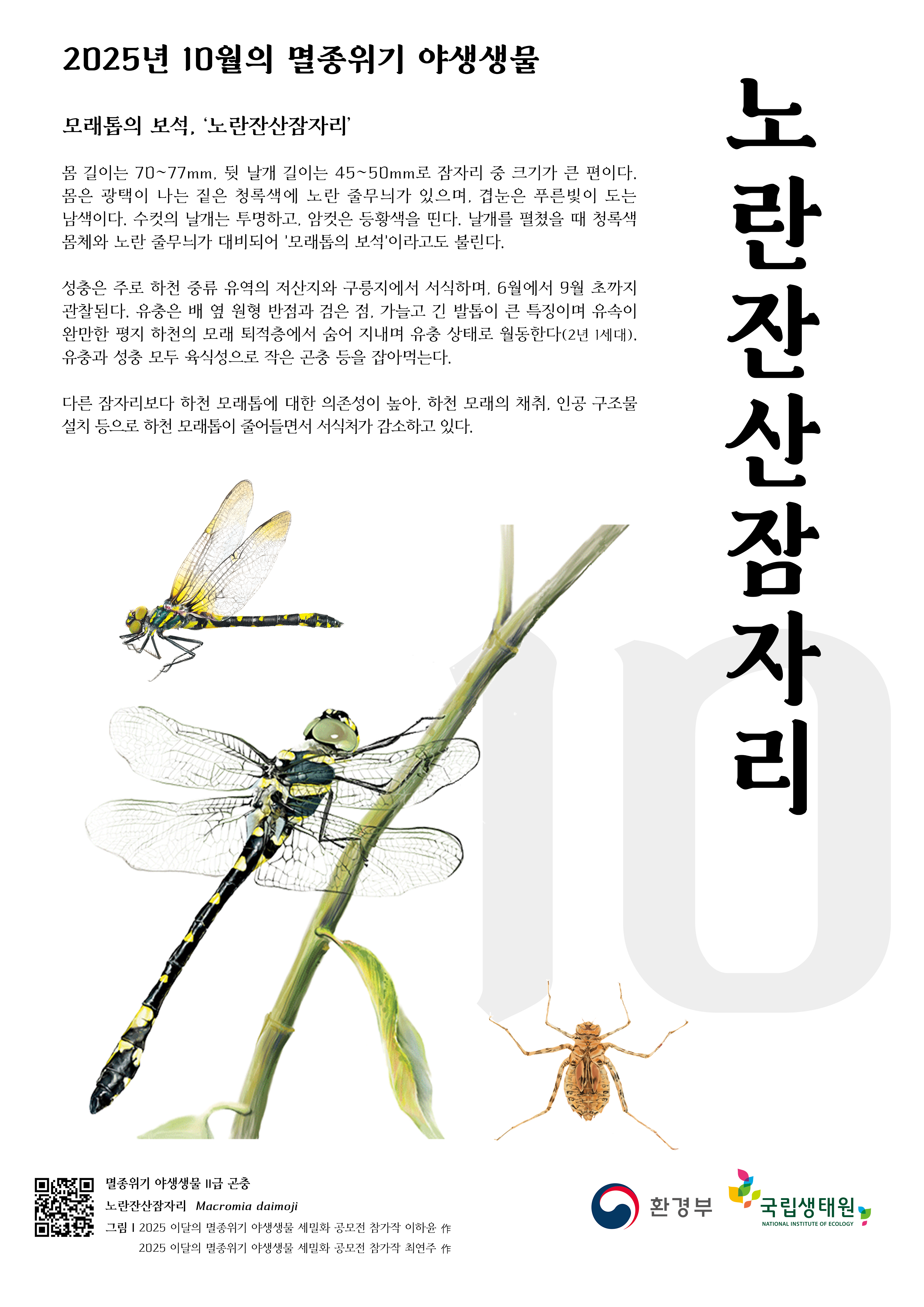 10월_이달의 멸종위기 야생생물_노란잔산잠자리.png