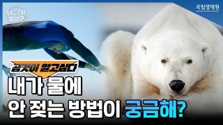 [국립생태원] 북극곰, 사실 흰색이 아니라 투명이라곰?!