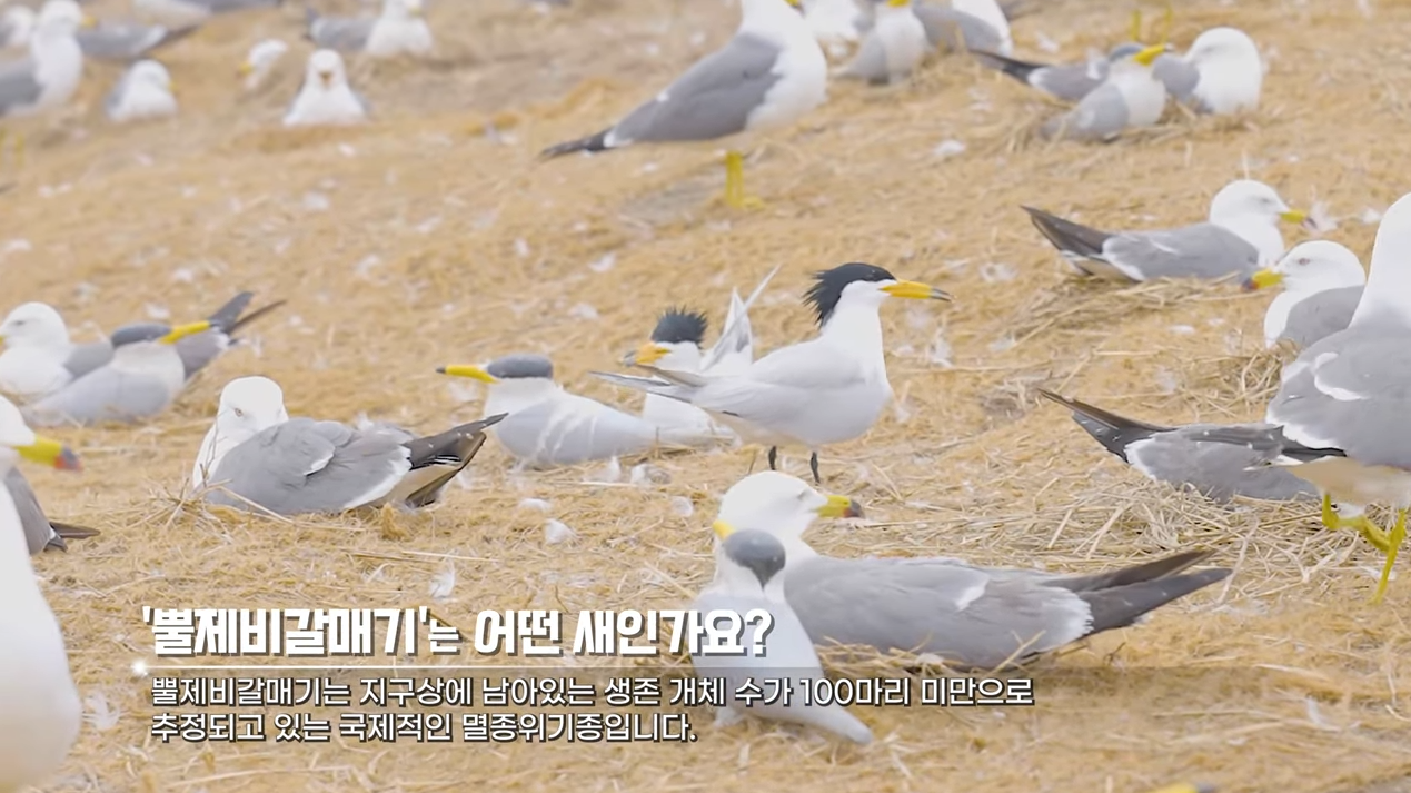 내일을 위한 공존 2부_육산도, 괭이갈매기와 뿔제비갈매기의 번식지
