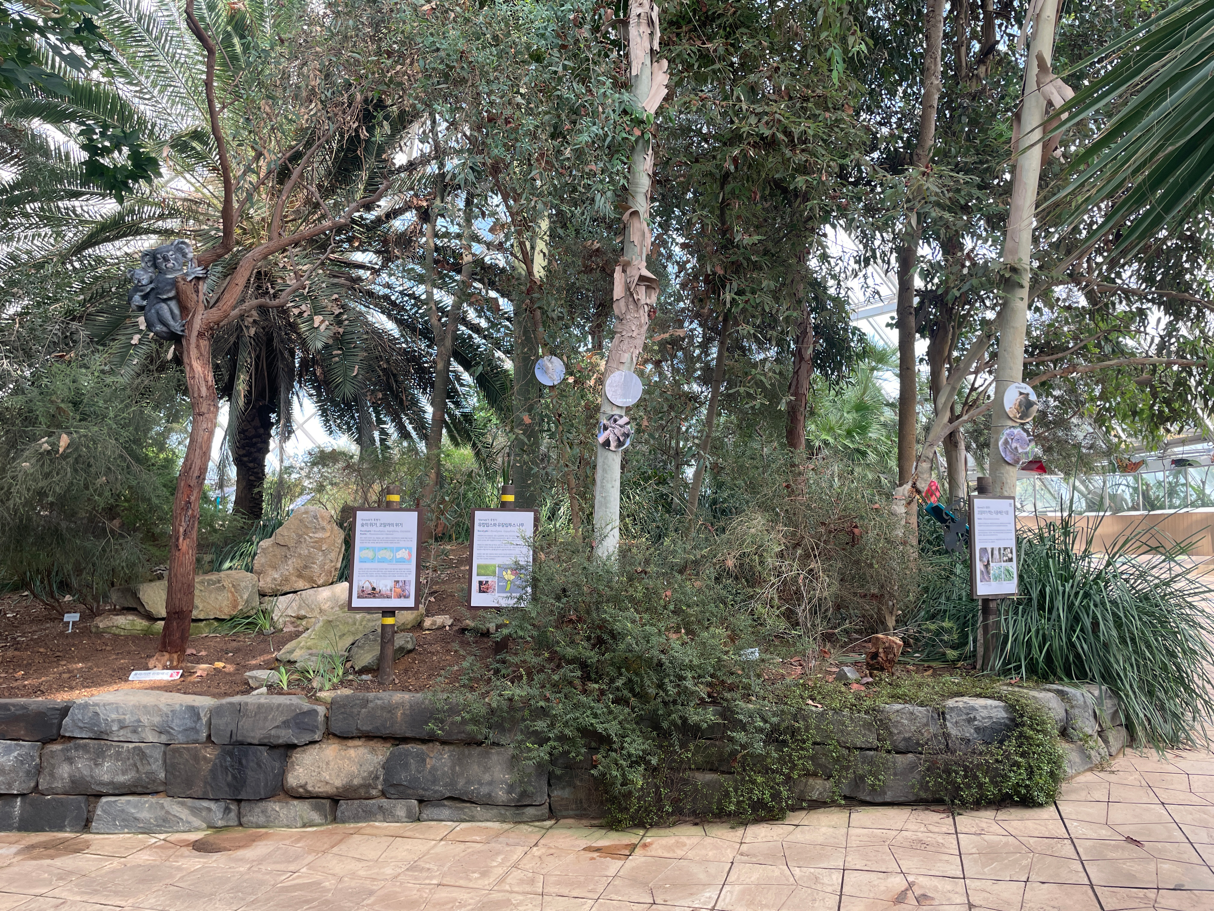 [생태계보전 특별전] 초록희망, 코알라의 숲을 지켜주세요!_3