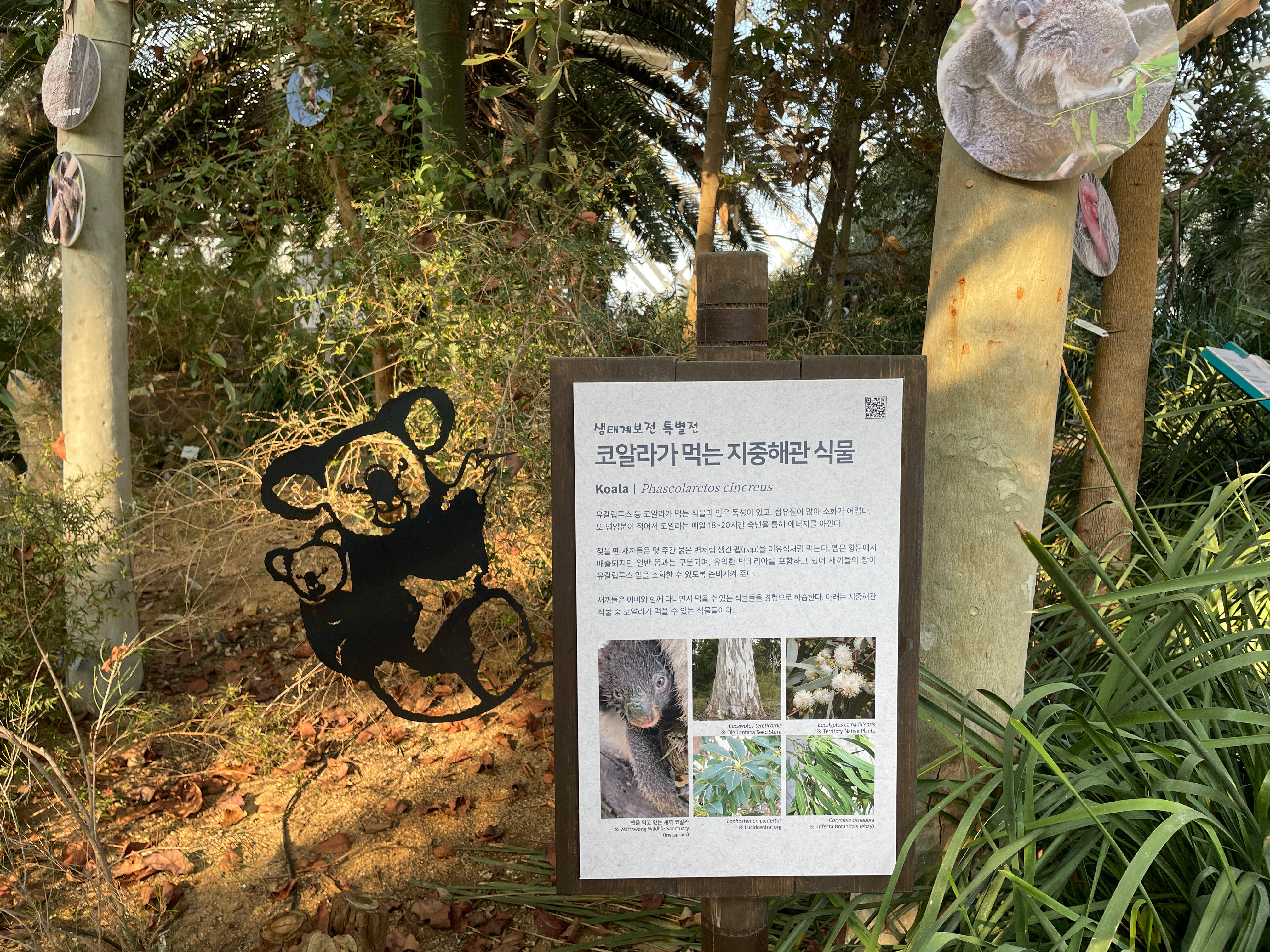 [생태계보전 특별전] 초록희망, 코알라의 숲을 지켜주세요!_4