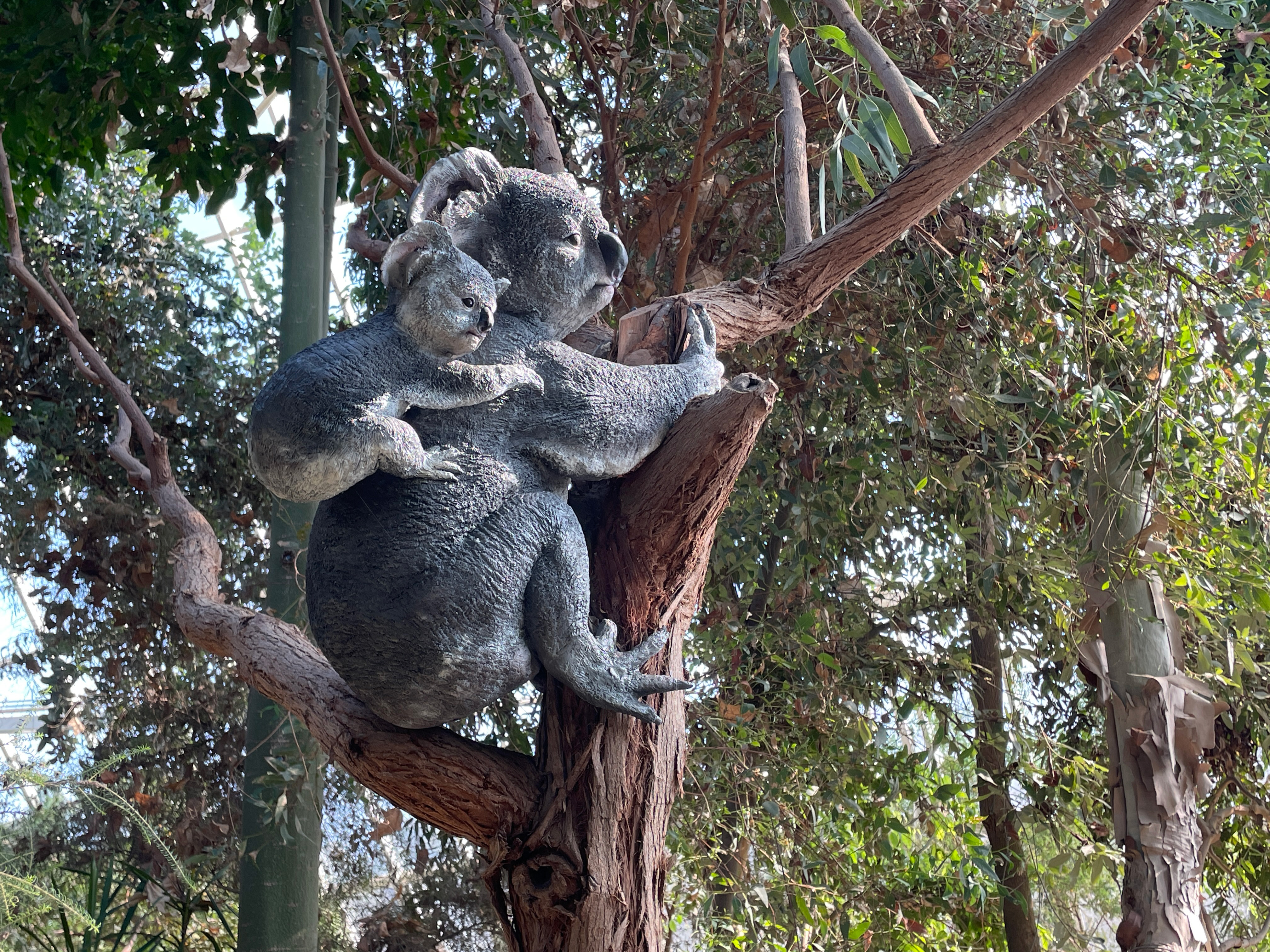 [생태계보전 특별전] 초록희망, 코알라의 숲을 지켜주세요!_5
