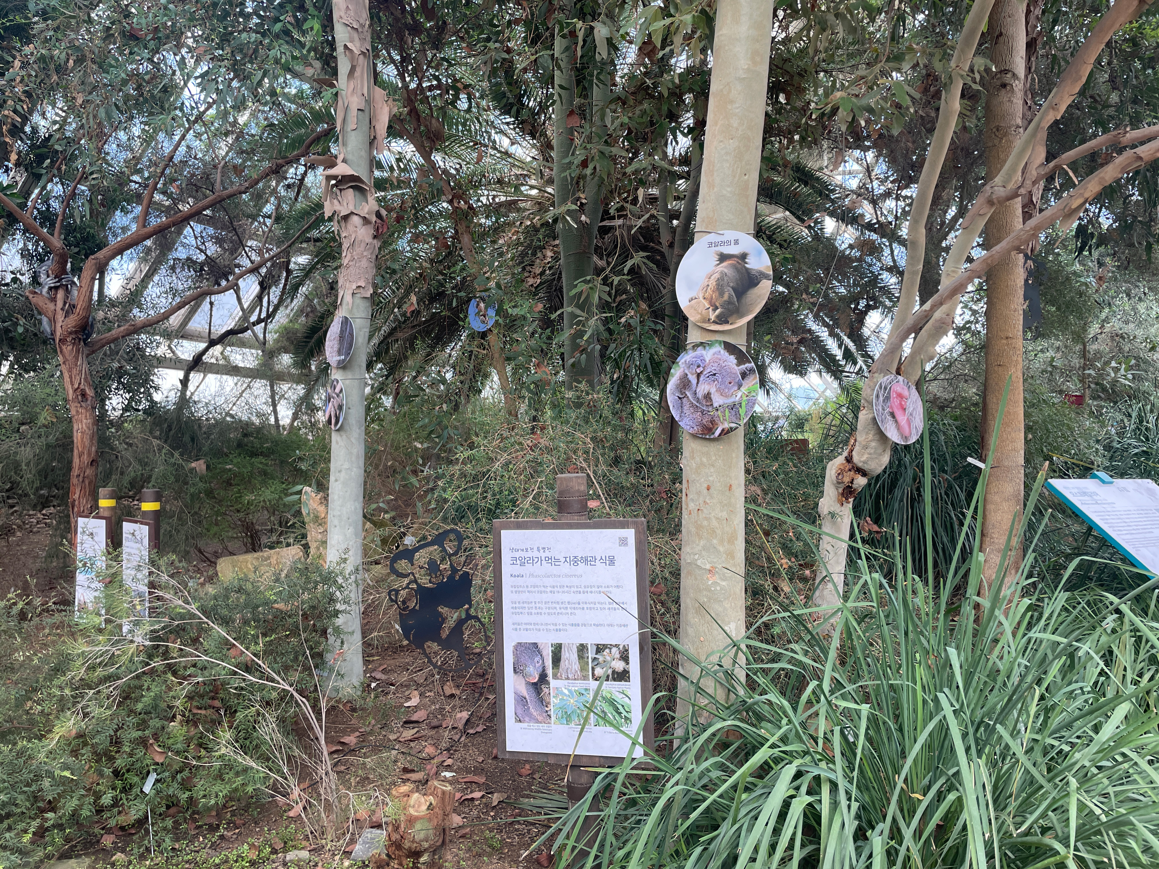 [생태계보전 특별전] 초록희망, 코알라의 숲을 지켜주세요!_6