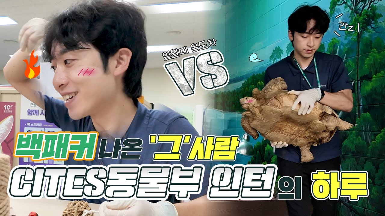 쉴 틈이 없다! 멸종위기 거북이, 앵무새, 도마뱀과 함께 하는 열쩡맨의 하루