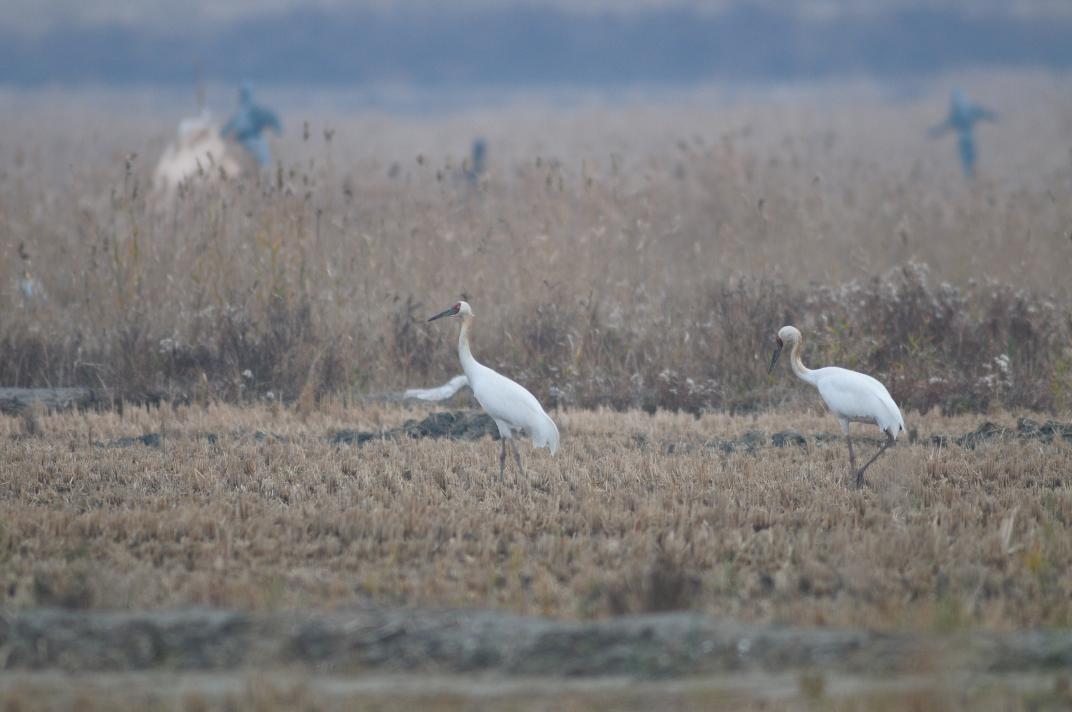 시베리아흰두루미1