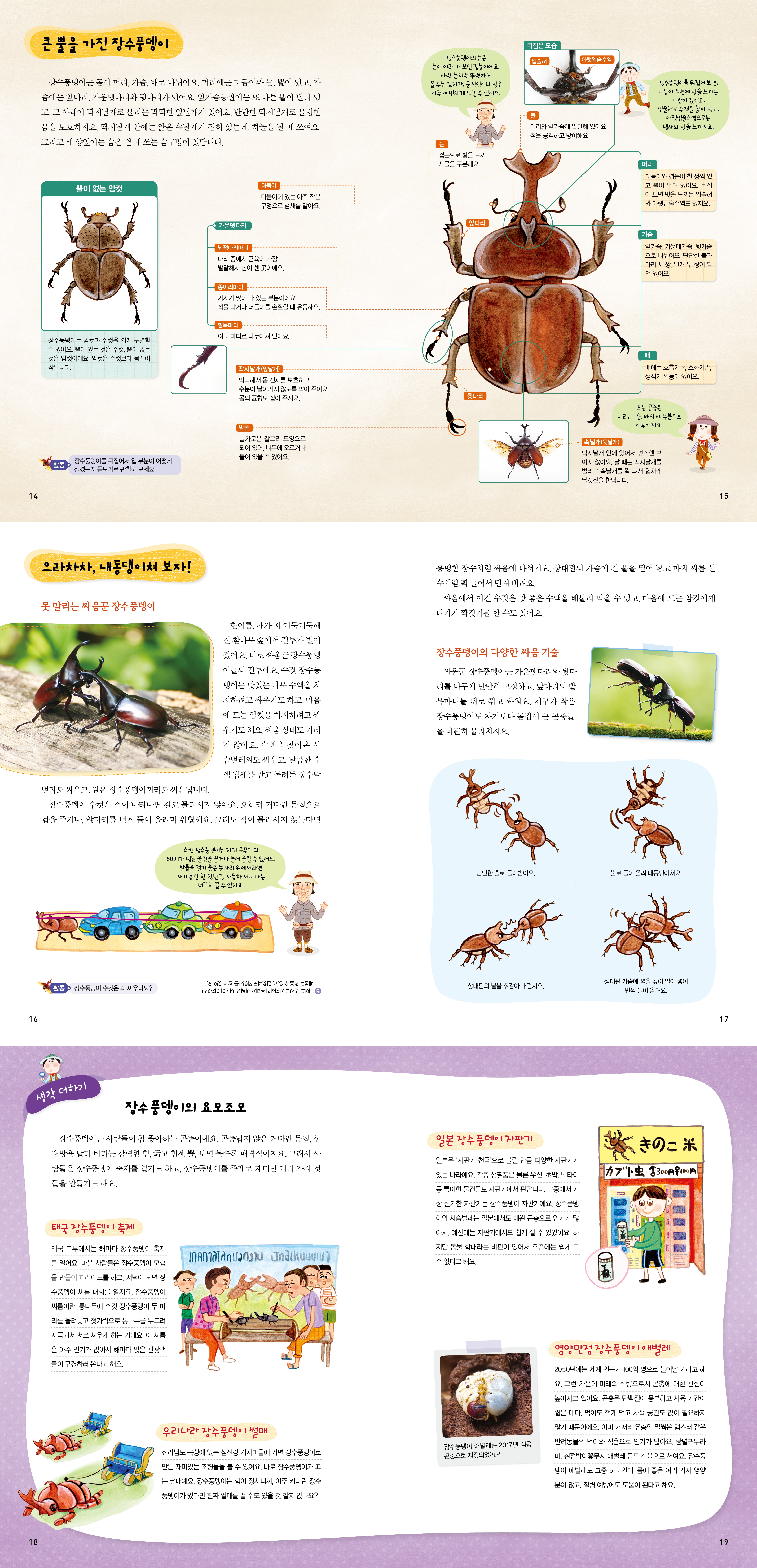 14 16 18 큰 뿔을 가진 장수풍뎅이 뒤집은 모습 장수풍뎅이의 눈은 눈이 여러 개 모인 겹눈이에요. 입술혀 아랫입술수염 장수풍뎅이는 몸이 머리, 가슴, 배로 나뉘어요. 머리에는 더듬이와 눈, 뿔이 있고, 가 슴에는 앞다리, 가운뎃다리와 뒷다리가 있어요. 앞가슴등판에는 또 다른 뿔이 달려 있 고, 그 아래에 딱지날개로 불리는 딱딱한 앞날개가 있어요. 단단한 딱지날개로 물렁한 몸을 보호하지요. 딱지날개 안에는 얇은 속날개가 접혀 있는데, 하늘을 날 때 쓰여요. 그리고 배 양옆에는 숨을 쉴 때 쓰는 숨구멍이 있답니다. 사람 눈처럼 뚜렷하게 볼 수는 없지만, 움직임이나 빛은 아주 예민하게 느낄 수 있어요. 눈 뿔이 없는 암컷 더듬이 더듬이에 있는 아주 작은 구멍으로 냄새를 맡아요. 가운뎃다리 넓적다리마디 다리 중에서 근육이 가장 발달해서 힘이 센 곳이에요. 장수풍뎅이는 암컷과 수컷을 쉽게 구별할 수 있어요. 뿔이 있는 것은 수컷, 뿔이 없는 것은 암컷이에요. 암컷은 수컷보다 몸집이 작답니다. 종아리마디 가시가 많이 나 있는 부분이에요. 적을 막거나 더듬이를 손질할 때 유용해요. 발목마디 여러 마디로 나누어져 있어요. 딱지날개(앞날개) 겹눈으로 빛을 느끼고 사물을 구분해요. 앞다리 딱딱해서 몸 전체를 보호하고, 수분이 날아가지 않도록 막아주어요. 몸의 균형도 잡아 주지요. 뒷다리 발톱 날카로운 갈고리 모양으로 되어 있어, 나무에 오르거나 붙어 있을 수 있어요. 장수풍뎅이를 뒤집어서 입 부분이 어떻게 활동 생겼는지 돋보기로 관찰해 보세요. HH 뿔 머리와 앞가슴에 발달해 있어요. 적을 공격하고 방어해요. 장수풍뎅이를 뒤집어 보면, 더듬이 주변에 맛을 느끼는 기관이 있어요. 입술혀로 수액을 핥아 먹고, 아랫입술수염으로는 냄새와 맛을 느끼지요. 머리 더듬이와 겹눈이 한 쌍씩 있 고 뿔이 달려 있어요. 뒤집 어 보면 맛을 느끼는 입술혀 와 아랫입술수염도 있지요. 가슴 앞가슴, 가운데가슴, 뒷가슴 으로 나뉘어요. 단단한 뿔과 다리 세 쌍, 날개 두 쌍이 달 려 있어요. 배 배에는 호흡기관, 소화기관, 생식기관 등이 있어요. 모든 곤충은 머리, 가슴, 배의 세 부분으로 이루어져요. (속날개(뒷날개) 딱지날개 안에 있어서 평소엔 보 이지 않아요. 날 때는 딱지날개를 벌리고 속날개를 쫙 펴서 힘차게 날갯짓을 한답니다. 으라차차, 내동댕이쳐 보자! 못 말리는 싸움꾼 장수풍뎅이 벌과도 싸우고, 같은 장수풍뎅이끼리도 싸운답니다. 한여름, 해가 져 어둑어둑해 진 참나무 숲에서 결투가 벌어 졌어요. 바로 싸움꾼 장수풍뎅 이들의 결투예요. 수컷 장수풍 뎅이는 맛있는 나무 수액을 차 지하려고 싸우기도 하고, 마음 에 드는 암컷을 차지하려고 싸 우기도 해요. 싸움 상대도 가리 지 않아요. 수액을 찾아온 사 슴벌레와도 싸우고, 달콤한 수 액 냄새를 맡고 몰려든 장수말 장수풍뎅이 수컷은 적이 나타나면 결코 물러서지 않아요. 오히려 커다란 몸집으로 겁을 주거나, 앞다리를 번쩍 들어 올리며 위협해요. 그래도 적이 물러서지 않는다면 용맹한 장수처럼 싸움에 나서지요. 상대편의 가슴에 긴 뿔을 밀어 넣고 마치 씨름 선 수처럼 휙 들어서 던져 버려요. 싸움에서 이긴 수컷은 맛 좋은 수액을 배불리 먹을 수 있고, 마음에 드는 암컷에게 다가가 짝짓기를 할 수도 있어요. 장수풍뎅이의 다양한 싸움 기술 싸움꾼 장수풍뎅이는 가운뎃다리와 뒷다 리를 나무에 단단히 고정하고, 앞다리의 발 목마디를 뒤로 꺾고 싸워요. 체구가 작은 장수풍뎅이도 자기보다 몸집이 큰 곤충들 을 너끈히 물리치지요. 활동• 장수풍뎅이 수컷은 왜 싸우나요? 생각 더하기 수컷 장수풍뎅이는 자기 몸무게의 50배가 넘는 물건을 끌거나 들어 올릴 수 있어요. 발톱을 걸기 좋은 돗자리 위에서라면 자기 몸만한 장난감 자동차 서너대는 너끈히 끌 수 있지요. t 단단한 뿔로 들이받아요. 뿔로 들어 올려 내동댕이쳐요. 상대편의 뿔을 휘감아 내던져요. 상대편 가슴에 뿔을 깊이 밀어 넣어 번쩍 들어 올려요. 장수풍뎅이의 요모조모 장수풍뎅이는 사람들이 참 좋아하는 곤충이에요. 곤충답지 않은 커다란 몸집, 상 대방을 날려 버리는 강력한 힘, 굵고 힘센 뿔, 보면 볼수록 매력적이지요. 그래서 사 람들은 장수풍뎅이 축제를 열기도 하고, 장수풍뎅이를 주제로 재미난 여러 가지 것 들을 만들기도 해요. 태국 장수풍뎅이 축제 태국 북부에서는 해마다 장수풍뎅이 축제 를 열어요. 마을 사람들은 장수풍뎅이 모형 을 만들어 퍼레이드를 하고, 저녁이 되면 장 수풍뎅이 씨름 대회를 열지요. 장수풍뎅이 씨름이란, 통나무에 수컷 장수풍뎅이 두 마 리를 올려놓고 젓가락으로 통나무를 두드려 자극해서 서로 싸우게 하는 거예요. 이 씨름 은 아주 인기가 많아서 해마다 많은 관광객 들이 구경하러 온다고 해요. 일본 장수풍뎅이 자판기 일본은 자판기 천국'으로 불릴 만큼 다양한 자판기가 있는 나라예요. 각종 생필품은 물론 우산, 초밥, 넥타이 등 특이한 물건들도 자판기에서 판답니다. 그중에서 가 장신기한 자판기는 장수풍뎅이 자판기예요. 장수풍뎅 이와 사슴벌레는 일본에서도 애완곤충으로 인기가 많 아서, 예전에는 자판기에서도 쉽게 살 수 있었어요. 하 지만 동물 학대라는 비판이 있어서 요즘에는 쉽게 볼 수 없다고 해요. 우리나라 장수풍뎅이 썰매 전라남도 곡성에 있는 섬진강 기차마을에 가면 장수풍뎅이로 만든 재미있는 조형물을 볼 수 있어요. 바로 장수풍뎅이가 끄 는 썰매예요. 장수풍뎅이는 힘이 장사니까, 아주 커다란 장수 풍뎅이가 있다면 진짜 썰매를 끌 수도 있을 것 같지 않나요? 장수풍뎅이 애벌레는 2017년 식용 곤충으로 지정되었어요. 영양만점 장수풍뎅이 애벌레 2050년에는 세계 인구가 100억 명으로 늘어날 거라고 해 요. 그런 가운데 미래의 식량으로서 곤충에 대한 관심이 높아지고 있어요. 곤충은 단백질이 풍부하고 사육 기간이 짧은 데다, 먹이도 적게 먹고 사육 공간도 많이 필요하지 않기 때문이에요. 이미 거저리 유충인 밀웜은 햄스터 같은 반려동물의 먹이와 식용으로 인기가 많아요. 쌍별귀뚜라 미, 흰점박이꽃무지 애벌레 등도 식용으로 쓰여요. 장수풍 뎅이 애벌레도 그중 하나인데, 몸에 좋은 여러 가지 영양 분이 많고, 질병 예방에도 도움이 된다고 해요. 15 17 19