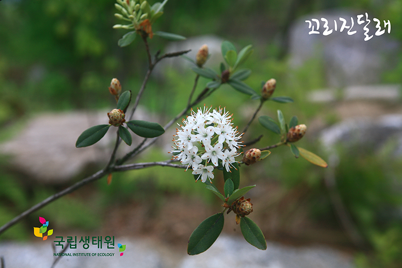 6월에 시작과 6월에 식물들_1