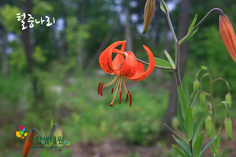 6월에 시작과 6월에 식물들_3