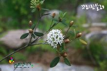 6월에 시작과 6월에 식물들_5