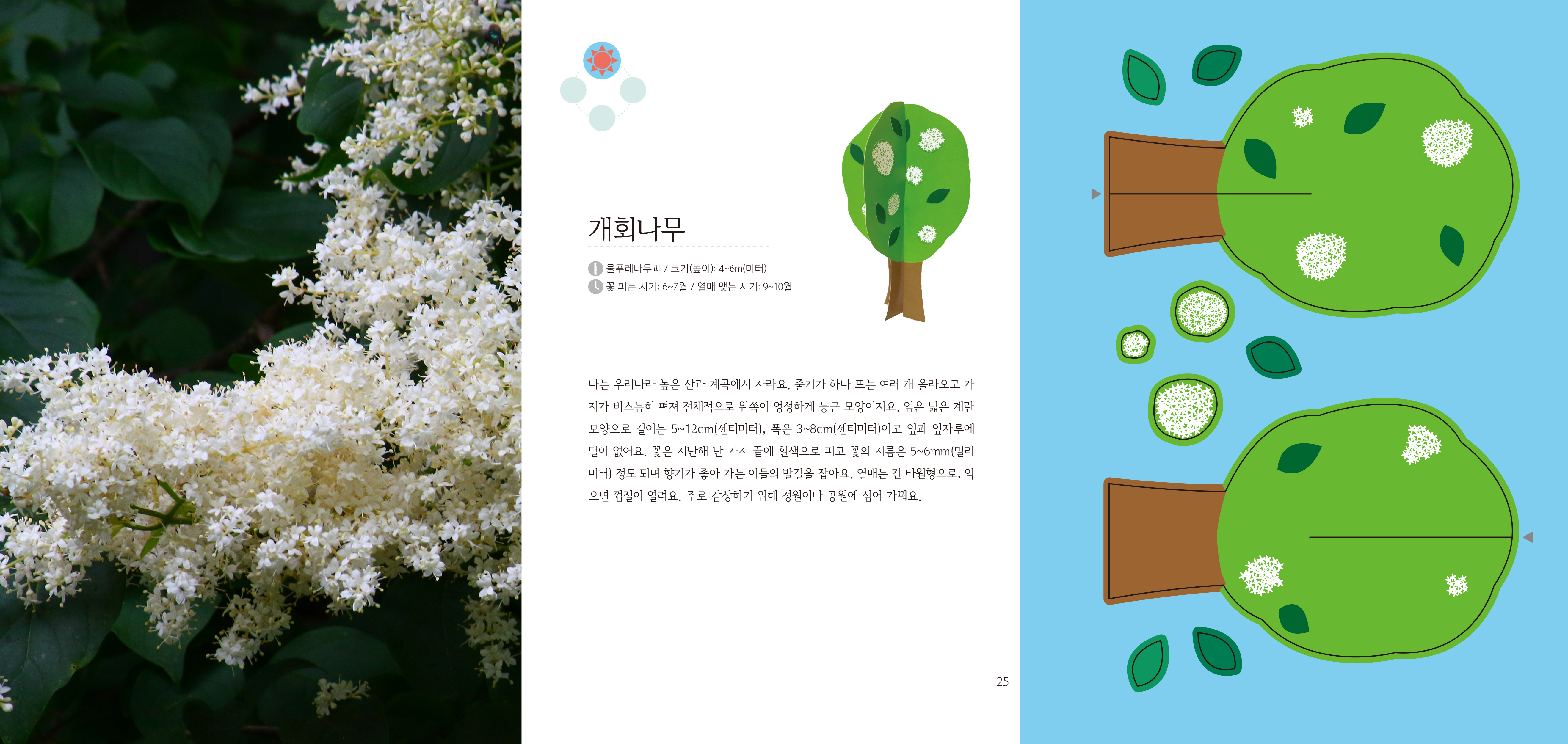 개회나무 물푸레나무과 / 크기(높이): 4~6m(미터) 꽃 피는 시기: 6~7월 / 열매 맺는 시기: 9~10월 나는 우리나라 높은 산과 계곡에서 자라요.  줄기가 하나 또는 여러 개 올라오고 가 지가 비스듬히 펴져 전체적으로 위쪽이 엉성하게 둥근 모양이지요.  잎은 넓은 계란 모양으로 길이는 5~12cm(센티미터), 폭은 3~8cm(센티미터)이고 잎과 잎자루에 털이 없어요.  꽃은 지난해 난 가지 끝에 흰색으로 피고 꽃의 지름은 5~6mm(밀리 미터) 정도 되며 향기가 좋아 가는 이들의 발길을 잡아요.  열매는 긴 타원형으로, 익 으면 껍질이 열려요. 주로 감상하기 위해 정원이나 공원에 심어 가꿔요. 25