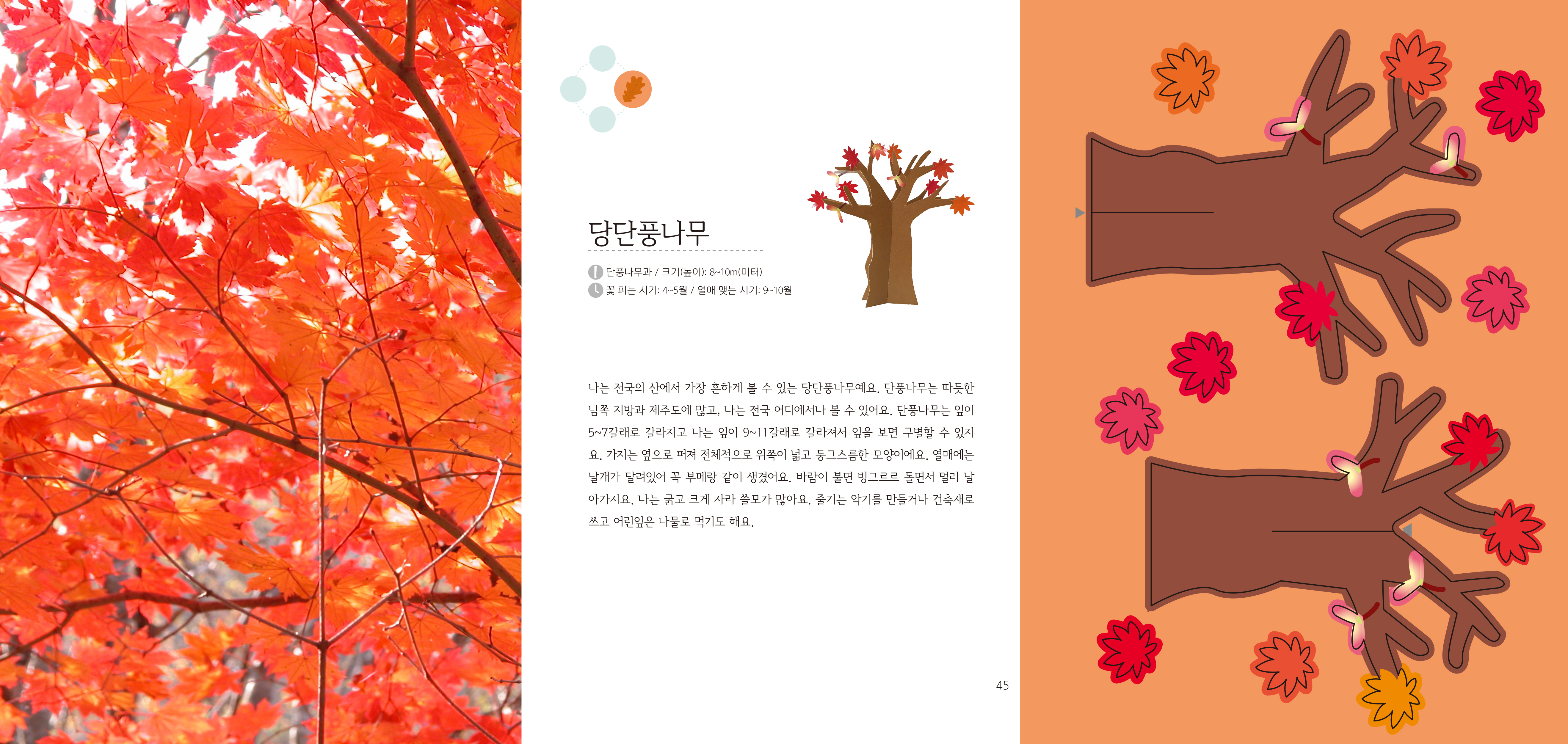 당단풍나무 단풍나무과 / 크기(높이): 8~10m(미터) 꽃피는 시기: 4~5월 / 열매 맺는 시기: 9~10월 나는 전국의 산에서 가장 흔하게 볼 수 있는 당단풍나무예요.  단풍나무는 따듯한 남쪽 지방과 제주도에 많고, 나는 전국 어디에서나 볼 수 있어요.  단풍나무는 잎이 5~7갈래로 갈라지고 나는 잎이 9~11 갈래로 갈라져서 잎을 보면 구별할 수 있지요.  가지는 옆으로 퍼져 전체적으로 위쪽이 넓고 둥그스름한 모양이에요.  열매에는 날개가 달려있어 꼭 부메랑 같이 생겼어요.  바람이 불면 빙그르르 돌면서 멀리 날 아가지요.  나는 굵고 크게 자라 쓸모가 많아요.  줄기는 악기를 만들거나 건축재로 쓰고 어린잎은 나물로 먹기도 해요. 45