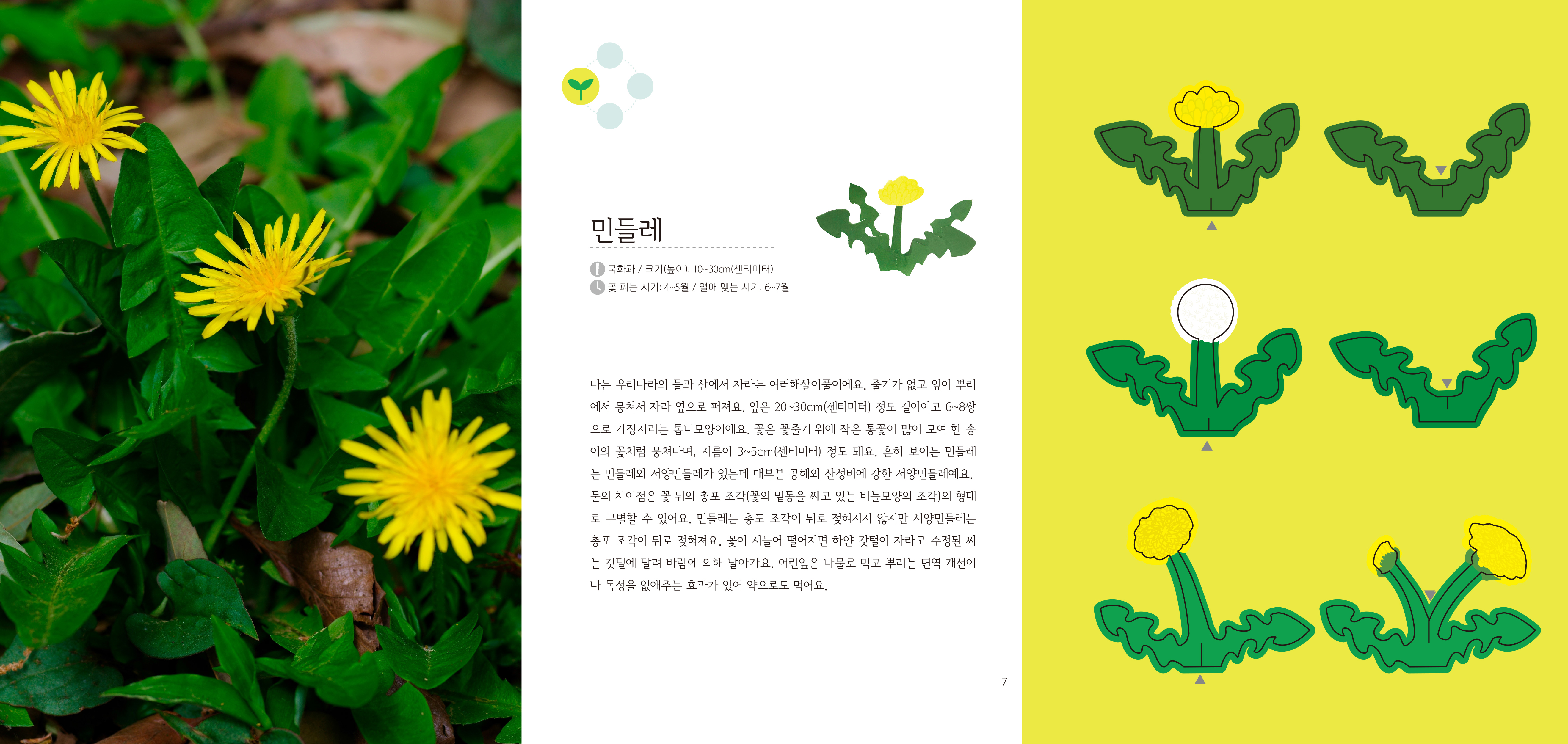 민들레 국화과 / 크기(높이): 10~30cm(센티미터) 꽃 피는 시기: 4~5월 / 열매 맺는 시기: 6~7월 나는 우리나라의 들과 산에서 자라는 여러해살이풀이에요.  줄기가 없고 잎이 뿌리 에서 뭉쳐서 자라 옆으로 퍼져요.  잎은 20~30cm(센티미터) 정도 길이이고 6~8쌍 으로 가장자리는 톱니모양이에요.  꽃은 꽃줄기 위에 작은 통꽃이 많이 모여 한 송 이의 꽃처럼 뭉쳐나며, 지름이 3~5cm(센티미터) 정도 돼요.  흔히 보이는 민들레 는 민들레와 서양민들레가 있는데 대부분 공해와 산성비에 강한 서양민들레예요.  둘의 차이점은 꽃 뒤의 총포 조각(꽃의 밑동을 싸고 있는 비늘모양의 조각)의 형태 로 구별할 수 있어요.  민들레는 총포 조각이 뒤로 젖혀지지 않지만 서양민들레는 총포 조각이 뒤로 젖혀져요.  꽃이 시들어 떨어지면 하얀 갓털이 자라고 수정된 씨 는 갓털에 달려 바람에 의해 날아가요.  어린잎은 나물로 먹고 뿌리는 면역 개선이 나 독성을 없애주는 효과가 있어 약으로도 먹어요. 7