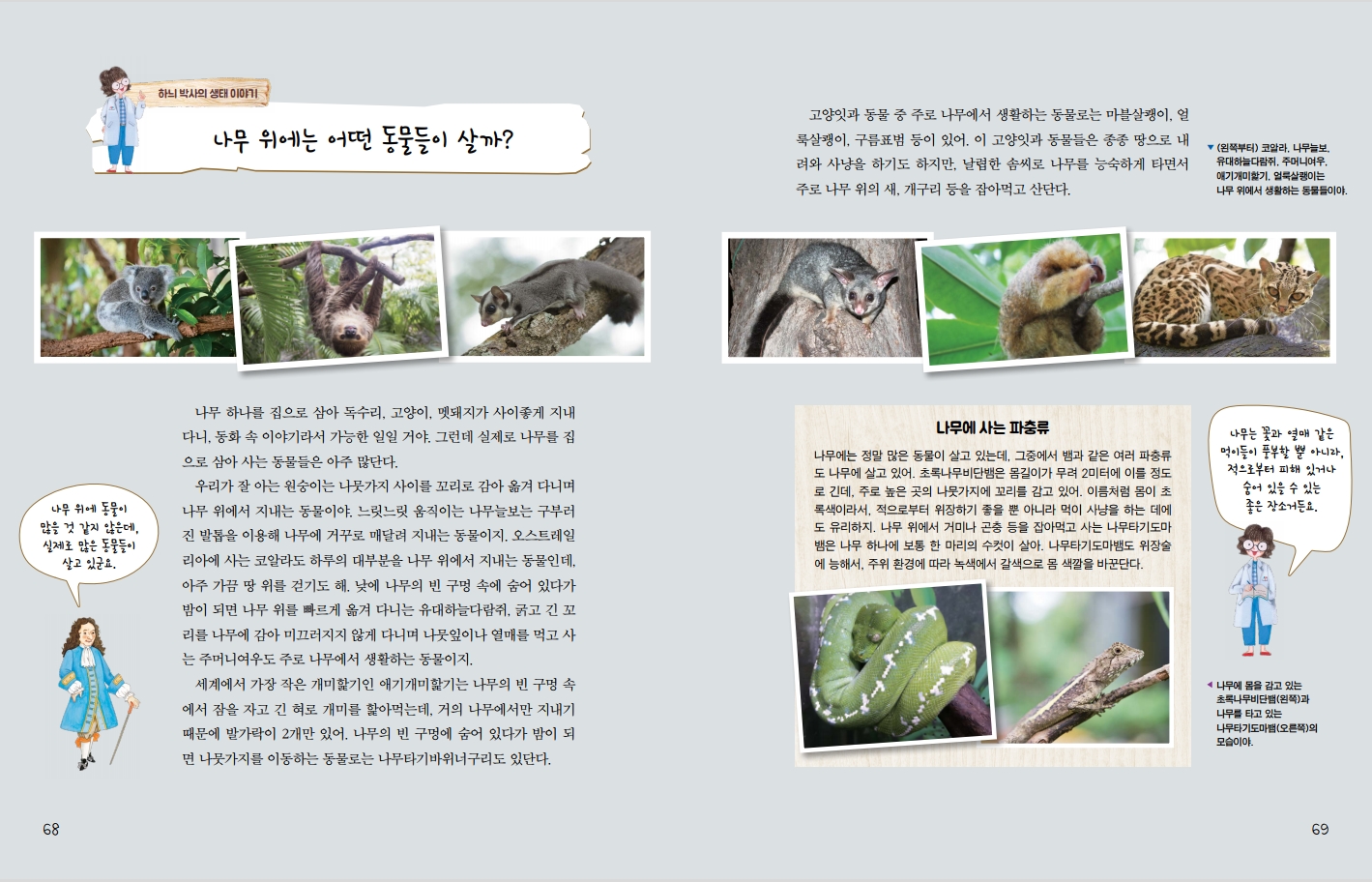 나무 위에 동물이 많을 것 같지 않은데, 실제로 많은 동물들이 살고 있군요. 68 하늬 박사의 생태이야기 나무 위에는 어떤 동물들이 살까? 고양잇과 동물 중 주로 나무에서 생활하는 동물로는 마블살쾡이, 얼 룩살쾡이, 구름표범 등이 있어. 이 고양잇과 동물들은 종종 땅으로 내 려와 사냥을 하기도 하지만, 날렵한 솜씨로 나무를 능숙하게 타면서 주로 나무 위의 새, 개구리 등을 잡아먹고 산단다. ▼ (왼쪽부터) 코알라, 나무늘보, 유대하늘다람쥐, 주머니여우. 애기개미핥기, 얼룩살쾡이는 나무 위에서 생활하는 동물들이야. 나무 하나를 집으로 삼아 독수리, 고양이, 멧돼지가 사이좋게 지내 다니, 동화 속 이야기라서 가능한 일일 거야. 그런데 실제로 나무를 집 으로 삼아 사는 동물들은 아주 많단다. 우리가 잘 아는 원숭이는 나뭇가지 사이를 꼬리로 감아 옮겨 다니며 나무 위에서 지내는 동물이야. 느릿느릿 움직이는 나무늘보는 구부러 진 발톱을 이용해 나무에 거꾸로 매달려 지내는 동물이지. 오스트레일 리아에 사는 코알라도 하루의 대부분을 나무 위에서 지내는 동물인데, 아주 가끔 땅 위를 걷기도 해, 낮에 나무의 빈 구멍 속에 숨어 있다가 밤이 되면 나무 위를 빠르게 옮겨 다니는 유대하늘다람쥐, 굵고 긴 꼬 리를 나무에 감아 미끄러지지 않게 다니며 나뭇잎이나 열매를 먹고 사 는 주머니여우도 주로 나무에서 생활하는 동물이지. 세계에서 가장 작은 개미핥기인 애기개미핥기는 나무의 빈 구멍 속 에서 잠을 자고 긴 혀로 개미를 핥아먹는데, 거의 나무에서만 지내기 때문에 발가락이 2개만 있어. 나무의 빈 구멍에 숨어 있다가 밤이 되 면 나뭇가지를 이동하는 동물로는 나무타기바위너구리도 있단다. 나무에 사는 파충류 나무에는 정말 많은 동물이 살고 있는데, 그중에서 뱀과 같은 여러 파충류 도나무에 살고 있어. 초록나무비단뱀은 몸길이가 무려 2미터에 이를 정도 로 긴데, 주로 높은 곳의 나뭇가지에 꼬리를 감고 있어. 이름처럼 몸이 초 록색이라서, 적으로부터 위장하기 좋을 뿐 아니라 먹이 사냥을 하는 데에 도 유리하지. 나무 위에서 거미나 곤충 등을 잡아먹고 사는 나무타기도마 뱀은 나무 하나에 보통 한 마리의 수컷이 살아. 나무타기도마뱀도 위장술 에 능해서, 주위 환경에 따라 녹색에서 갈색으로 몸 색깔을 바꾼단다. 나무는 꽃과 열매 같은 먹이들이 풍부할 뿐 아니라, 적으로부터 피해 있거나 숨어 있을 수 있는 좋은 장소거든요. 나무에 몸을 감고 있는 초록나무비단뱀(왼쪽)과 나무를 타고 있는 나무타기도마뱀(오른쪽)의 모습이야. 69