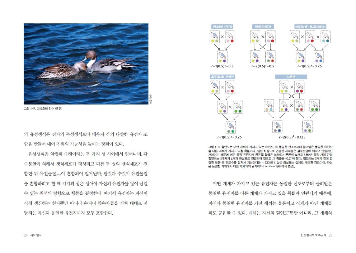 그림 1-7. 고방오리 암수 한쌍 r=1(0.5)2=0.25 r=20.5) = 0.125 그림 1-8. 연도는 어떤 개체가 가지고 있는 유전자, 즉 동일한 선조로부터 물려받은 동일한 유전자 를 다른 개체가 가지고 있을 학들이다. 실선 화살표로 연결된 세대들은 감수분열에 의하여 만들어진 개체이기 때문에 어떤 특정 유전자가 공유될 확률은 0.5이다. 푸른색 날개로 나타낸 특정 개체 간의 철연도는 2개체가 개의 화살표로 연결되어 있으면 그 학들은 (0.57이 된다. 혈연도는 2개체 간에 연 결된 모든 총 경로수를 합쳐서 계산한다(ir = 30,51] 실선 화살표는 실제로 계산된 경로이며, 파선 은 동일한 가계에서 다른 개체와의 관계이다.(Hamiton 1964에서 변경) 의 유성생식은 전자의 무성생식보다 배우자 간의 다양한 유전자 조 합을 만들어 내어 진화의 가능성을 높이는 장점이 있다. 유성생식은 암컷과 수컷이라는 두 가지 성 사이에서 일어나며, 감 수분열에 의해서 생식세포가 형성되고 다른 두 성의 생식세포가 결 합한 뒤 유전물질이 혼합되어 일어난다. 암컷과 수컷이 유전물질 을 혼합하려고 할 때 각각의 성은 생애에 자신의 유전자를 많이 남길 수 있는 최선의 방향으로 행동을 결정한다. 여기서 유전자는 자신이 직접 생산하는 친자뿐만 아니라 손자나 증손자들을 거쳐 대대로 전 달되는 자신과 동일한 유전자까지 모두 포함한다. 어떤 개체가 가지고 있는 유전자는 동일한 선조로부터 물려받은 동일한 유전자를 다른 개체가 가지고 있을 확률과 연관되기 때문에, 자신과 동일한 유전자를 가진 새끼는 물론이고 직계가 아닌 개체들 과도 공유할 수 있다. 개체는 자신의 혈연도 뿐만 아니라, 그 개체의 24 새의 번식 1. 알면서도 모르는 새 25