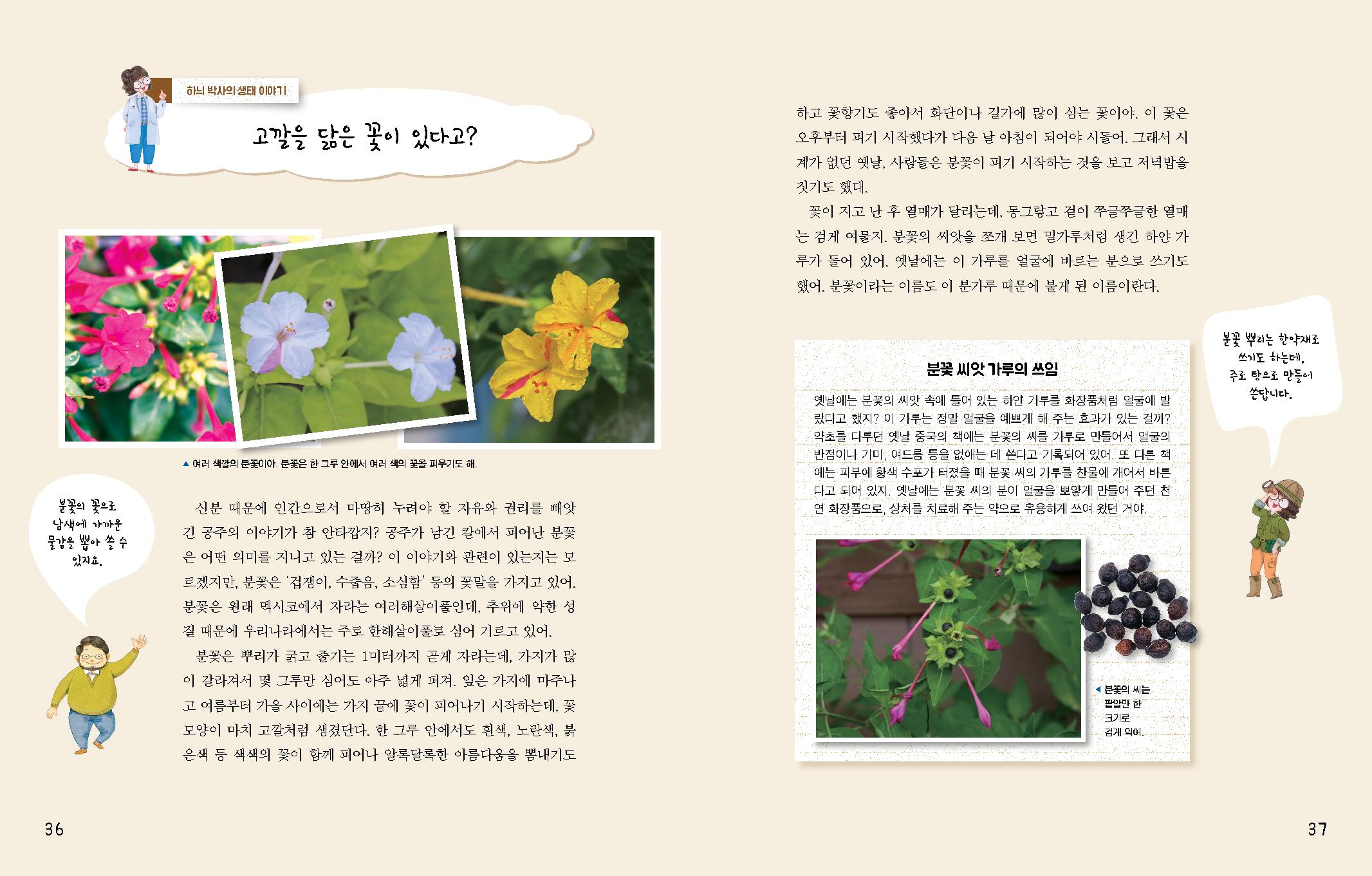 분꽃의 꽃으로 남색에 가까운 물감을 뽑아 쓸 수 있지요. 하늬 박사의 생태 이야기 고깔을 닮은 꽃이 있다고? ▲ 여러 색깔의 분꽃이야. 분꽃은 한그루 안에서 여러 색의 꽃을 피우기도 해. 신분 때문에 인간으로서 마땅히 누려야 할 자유와 권리를 빼앗 긴 공주의 이야기가 참 안타깝지? 공주가 남긴 칼에서 피어난 꽃 은 어떤 의미를 지니고 있는 걸까? 이 이야기와 관련이 있는지는 모 르겠지만, 분꽃은 '겁쟁이, 수줍음, 소심함' 등의 꽃말을 가지고 있어. 분꽃은 원래 멕시코에서 자라는 여러해살이풀인데, 추위에 약한 성 질 때문에 우리나라에서는 주로 한해살이풀로 심어 기르고 있어. 분꽃은 뿌리가 굵고 줄기는 1미터까지 곧게 자라는데, 가지가 많 이 갈라져서 몇 그루만 심어도 아주 넓게 퍼져. 잎은 가지에 마주나 고 여름부터 가을 사이에는 가지 끝에 꽃이 피어나기 시작하는데, 꽃 모양이 마치 고깔처럼 생겼단다. 한 그루 안에서도 흰색, 노란색, 붉 은색 등 색색의 꽃이 함께 피어나 알록달록한 아름다움을 뽐내기도 하고 꽃향기도 좋아서 화단이나 길가에 많이 심는 꽃이야. 이 꽃은 오후부터 피기 시작했다가 다음 날 아침이 되어야 시들어. 그래서 시 계가 없던 옛날 사람들은 분꽃이 피기 시작하는 것을 보고 저녁밥을 짓기도 했다. 꽃이 지고 난 후 열매가 달리는데, 동그랗고 겉이 쭈글쭈글한 열매 는 검게 여물지. 분꽃의 씨앗을 쪼개 보면 밀가루처럼 생긴 하얀 가 루가 들어 있어. 옛날에는 이 가루를 얼굴에 바르는 분으로 쓰기도 했어. 분꽃이라는 이름도 이 분가루 때문에 붙게 된 이름이란다. 분꽃 씨앗 가루의 쓰임 옛날에는 분꽃의 씨앗 속에 들어 있는 하얀 가루를 화장품처럼 얼굴에 발 랐다고 했지? 이 가루는 정말 얼굴을 예쁘게 해 주는 효과가 있는 걸까? 약초를 다루던 옛날 중국의 책에는 분꽃의 씨를 가루로 만들어서 얼굴의 반점이나 기미, 여드름 등을 없애는 데 쓴다고 기록되어 있어, 또 다른 책 에는 피부에 황색 수포가 터졌을 때 분꽃 씨의 가루를 찬물에 개어서 바른 다고 되어 있지. 옛날에는 분꽃 씨의 분이 얼굴을 뽀얗게 만들어 주던 천 연 화장품으로 상처를 치료해 주는 약으로 유용하게 쓰여 왔던 거야. 분꽃의 씨는 팥알만 한 크기로 검게 익어. 분꽃 뿌리는 한약재로 쓰기도 하는데, 주로 탕으로 만들어 쓴답니다.