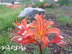 [생태달력]오늘의 식물 신비로운 제주상사화_2