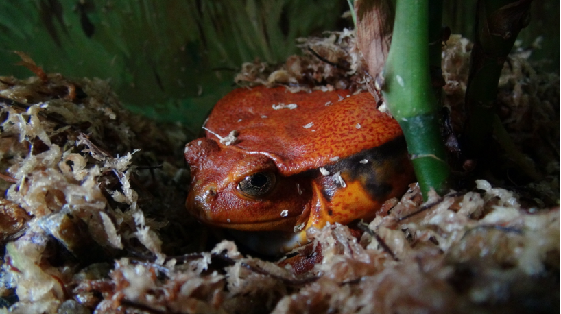 [국립생태원] 기넷토마토개구리_2