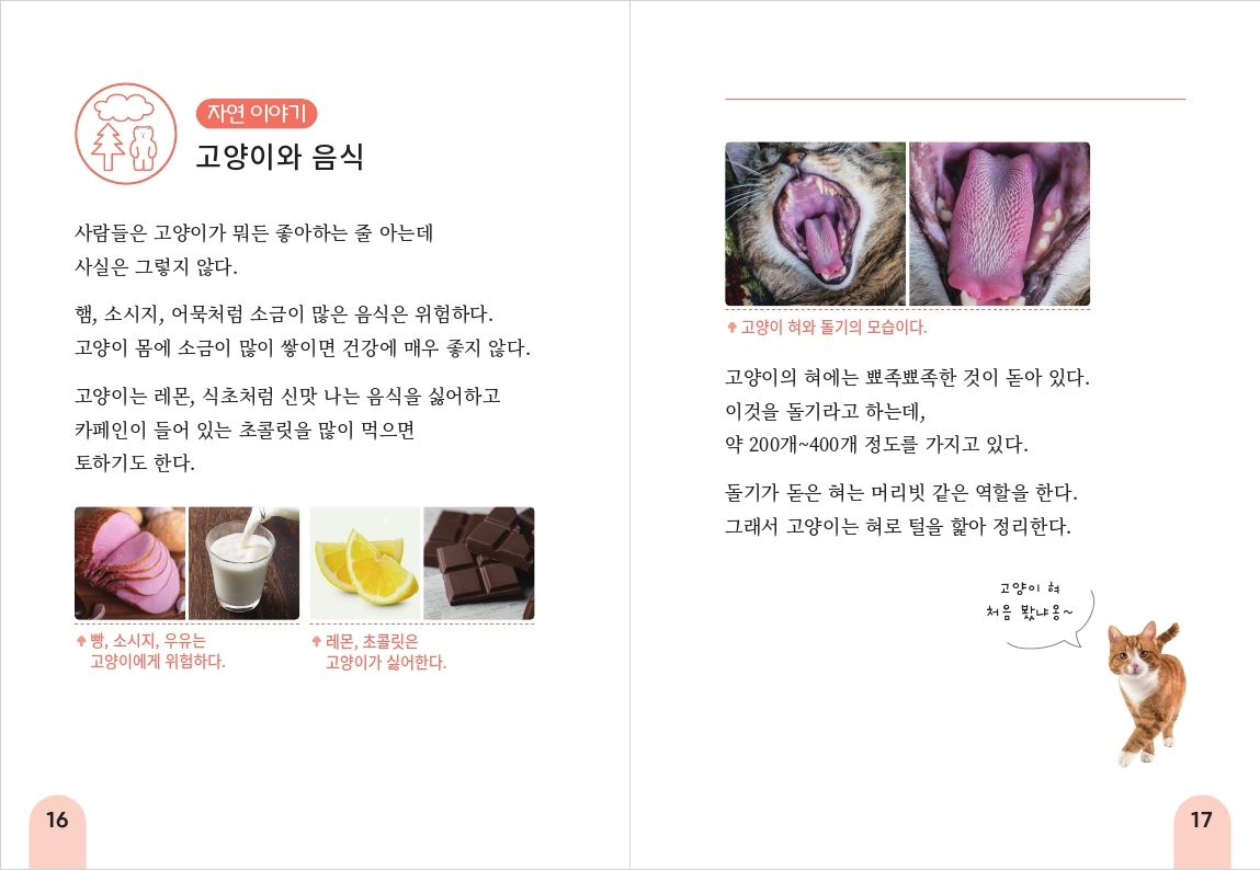 16 자연 이야기 고양이와 음식 사람들은 고양이가 뭐든 좋아하는 줄 아는데 사실은 그렇지 않다. 햄, 소시지, 어묵처럼 소금이 많은 음식은 위험하다. 고양이 몸에 소금이 많이 쌓이면 건강에 매우 좋지 않다. 고양이는 레몬, 식초처럼 신맛 나는 음식을 싫어하고 카페인이 들어 있는 초콜릿을 많이 먹으면 토하기도 한다. ◆ 고양이 혀와 돌기의 모습이다. 고양이의 혀에는 뾰족뾰족한 것이 돋아 있다. 이것을 돌기라고 하는데, 약 200개~400개 정도를 가지고 있다. 돌기가 돋은 혀는 머리빗 같은 역할을 한다. 그래서 고양이는 혀로 털을 핥아 정리한다. 고양이 혀 처음 봤냐옹~ ◆ 빵, 소시지, 우유는 ◆레몬, 초콜릿은 고양이에게 위험하다. 고양이가 싫어한다. 17