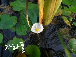 [생태달력]오늘의 식물 매끈한 자라풀_2