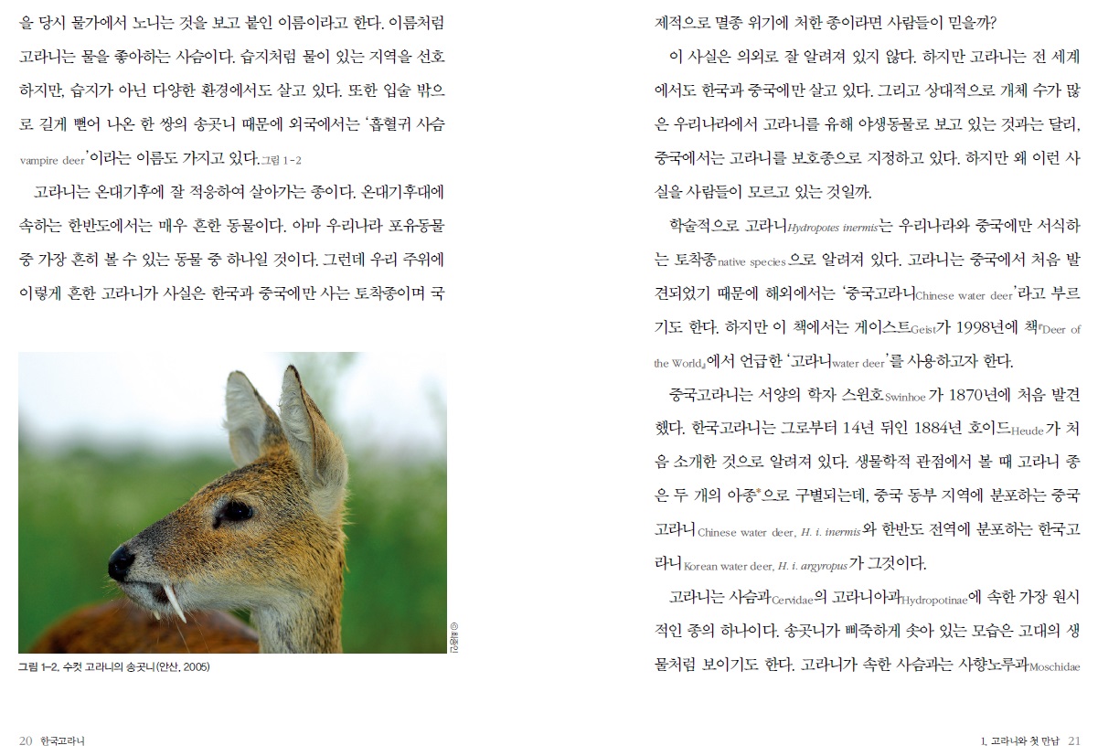 을 당시 물가에서 노니는 것을 보고 붙인 이름이라고 한다. 이름처럼 고라니는 물을 좋아하는 사슴이다. 습지처럼 물이 있는 지역을 선호 하지만, 습지가 아닌 다양한 환경에서도 살고 있다. 또한 입술 밖으 로 길게 뻗어 나온 한 쌍의 송곳니 때문에 외국에서는 흡혈귀 사슴 제적으로 멸종 위기에 처한 종이라면 사람들이 믿을까? 이 사실은 의외로 잘 알려져 있지 않다. 하지만 고라니는 전 세계 에서도 한국과 중국에만 살고 있다. 그리고 상대적으로 개체 수가 많 은 우리나라에서 고라니를 유해 야생동물로 보고 있는 것과는 달리, 중국에서는 고라니를 보호종으로 지정하고 있다. 하지만 왜 이런 사 실을 사람들이 모르고 있는 것일까.. Vampire deer' 이라는 이름도 가지고 있다. 그림 1-2 고라니는 온대기후에 잘 적응하여 살아가는 종이다. 온대기후대에 속하는 한반도에서는 매우 흔한 동물이다. 아마 우리나라 포유동물 중 가장 흔히 볼 수 있는 동물 중 하나일 것이다. 그런데 우리 주위에 이렇게 흔한 고라니가 사실은 한국과 중국에만 사는 토착종이며 국 학술적으로 고라니 apdropotes inermis는 우리나라와 중국에만 서식하 는 토착종 native species 으로 알려져 있다. 고라니는 중국에서 처음 발 견되었기 때문에 해외에서는 '중국고라니chinese water deer'라고 부르 기도 한다. 하지만 이 책에서는 게이스트Geist가 1998년에 책rDeer of the World, 에서 언급한 고라니 awater deer'를 사용하고자 한다. 중국고라니는 서양의 학자 스윈호.Swinhoe 가 1870년에 처음 발견 했다. 한국고라니는 그로부터 14년 뒤인 1884년 호이드Heude가 처 음 소개한 것으로 알려져 있다. 생물학적 관점에서 볼 때 고라니 종 은 두 개의 아종으로 구별되는데, 중국 동부 지역에 분포하는 중국 고라니 Chinese water deer, H. i, inermis 와 한반도 전역에 분포하는 한국고 2/4 Korean water deer, H. i. argyropus 71 7210117. 고라니는 사슴과 cenvidae의 고라니아과hydropotinge에 속한 가장 원시 110 최종인 적인 종의 하나이다. 송곳니가 삐죽하게 솟아 있는 모습은 고대의 생 그림 1-2. 수컷 고라니의 송곳니 (안산, 2005) 물처럼 보이기도 한다. 고라니가 속한 사슴과는 사향노루과 Moschidae | 20 한국고라니 1. 고라니와 첫 만남 21