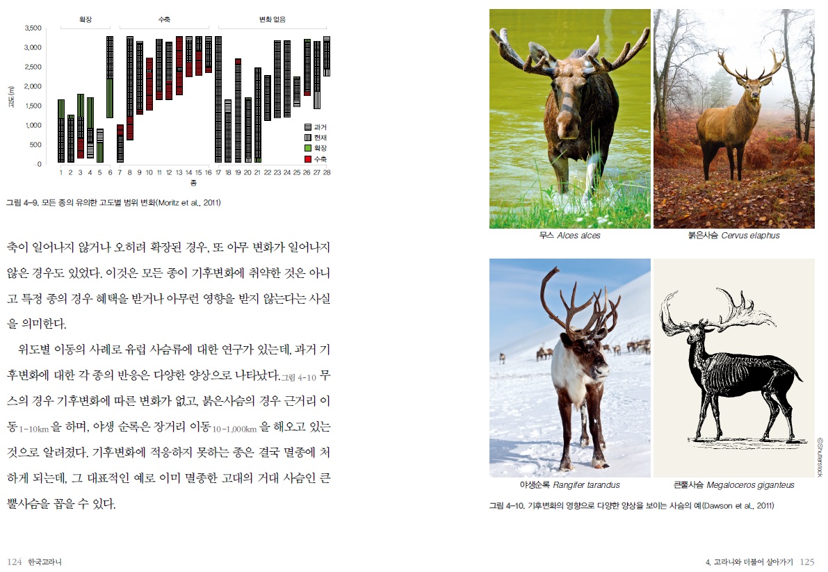 | 그림 4~9. 모든 종의 유의한 고도별 범위 변화(Moritz et al., 2011) 무스 Alces aices 붉은사슴 Cervus elaphus 축이 일어나지 않거나 오히려 확장된 경우, 또 아무 변화가 일어나지 | 않은 경우도 있었다. 이것은 모든 종이 기후변화에 취약한 것은 아니 고 특정 종의 경우 혜택을 받거나 아무런 영향을 받지 않는다는 사실 | 을 의미한다. 위도별 이동의 사례로 유럽 사슴류에 대한 연구가 있는데, 과거 기 |후변화에 대한 각 종의 반응은 다양한 양상으로 나타났다. 그림 4-10 무 | 스의 경우 기후변화에 따른 변화가 없고, 붉은사슴의 경우 근거리 이 | 동 1~10km 을 하며, 야생 순록은 장거리 이동 10~1,000km 을 해오고 있는 | 것으로 알려졌다. 기후변화에 적응하지 못하는 종은 결국 멸종에 처 하게 되는데, 그 대표적인 예로 이미 멸종한 고대의 거대 사슴인 큰 | 뿔사슴을 꼽을 수 있다. @shutterstock 야생순록 Rangiter tarandus 큰뿔사슴 Megaloceros giganteus 그림 4-10. 기후변화의 영향으로 다양한 양상을 보이는 사슴의 예(Dawson el al., 2011) | 124 한국고라니 4. 고라니와 더불어 살아가기 125