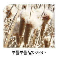 부드러워서 부들이래요~_1
