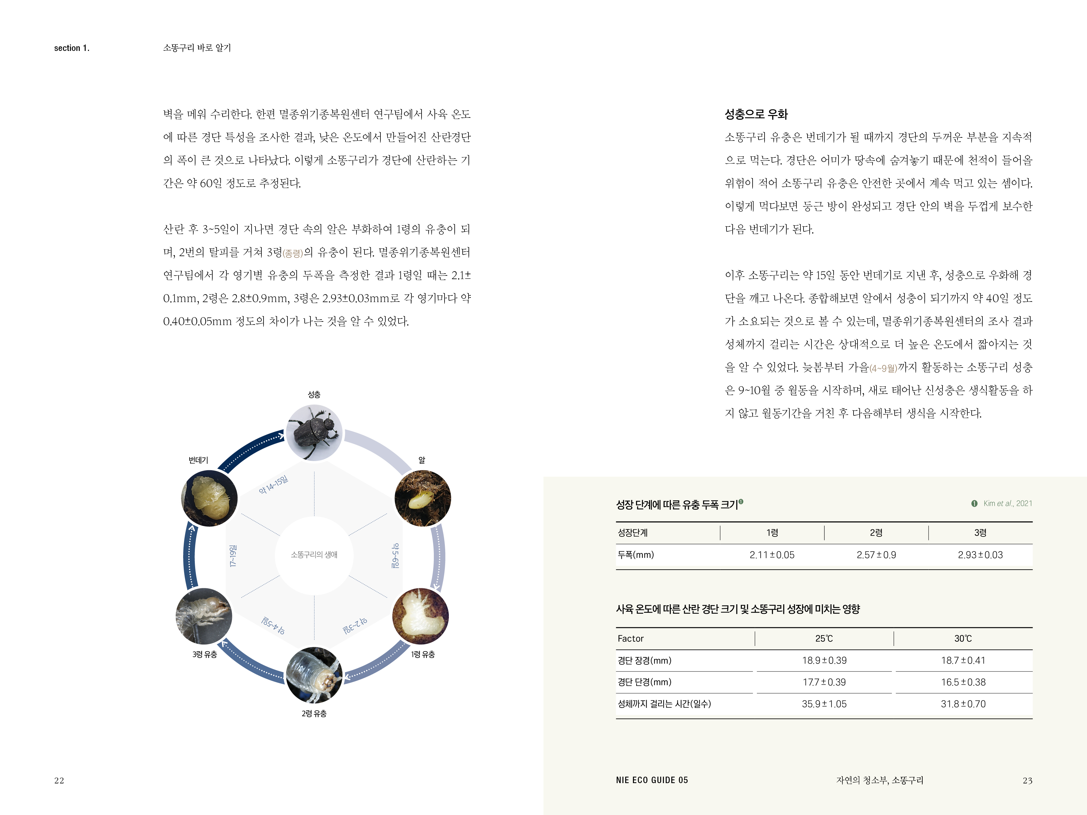 section 1. 소똥구리 바로 알기 벽을 메워 수리한다. 한편 멸종위기종복원센터 연구팀에서 사육 온도 에 따른 경단 특성을 조사한 결과, 낮은 온도에서 만들어진 산란경단 의 폭이 큰 것으로 나타났다. 이렇게 소똥구리가 경단에 산란하는 기 간은 약 60일 정도로 추정된다. 성충으로 우화 소똥구리 유충은 번데기가 될 때까지 경단의 두꺼운 부분을 지속적 으로 먹는다. 경단은 어미가 땅속에 숨겨놓기 때문에 천적이 들어올 위험이 적어 소똥구리 유충은 안전한 곳에서 계속 먹고 있는 셈이다. 이렇게 먹다보면 둥근 방이 완성되고 경단 안의 벽을 두껍게 보수한 다음 번데기가 된다. 산란 후 3~5일이 지나면 경단 속의 알은 부화하여 1령의 유충이 되 며, 2번의 탈피를 거쳐 3령(종령)의 유충이 된다. 멸종위기종복원센터 연구팀에서 각 영기별 유충의 두폭을 측정한 결과 1령일 때는 2.1+ 0.1mm, 2령은 2.8±0.9mm, 3령은 2.93±0.03mm로 각 영기마다 약 0.40±0.05mm 정도의 차이가 나는 것을 알 수 있었다. 이후 소똥구리는 약 15일 동안 번데기로 지낸 후, 성충으로 우화해 경 단을 깨고 나온다. 종합해보면 알에서 성충이 되기까지 약 40일 정도 가 소요되는 것으로 볼 수 있는데, 멸종위기종복원센터의 조사 결과 성체까지 걸리는 시간은 상대적으로 더 높은 온도에서 짧아지는 것 을 알 수 있었다. 늦봄부터 가을(4~9월)까지 활동하는 소똥구리 성충 은 9~10월 중 월동을 시작하며, 새로 태어난 신성충은 생식활동을 하 지 않고 월동기간을 거친 후 다음해부터 생식을 시작한다. 성충 번데기 약 14~15일 성장 단계에 따른 유충 두폭 크기이 0 Kim et al., 2021 성장단계 | 1령 | 2령 | 3령 17~19일 소똥구리의 생애 약5~6일 사육 온도에 따른 산란 경단 크기 및 소똥구리 성장에 미치는 영향 Fost to RE Factor | 25°C | 30°C | 3령 유충 1령 유충 경단 장경(mm) 18.9±0.39 18.7 +0.41 . 경단 단경(mm) 17.7 +0.39 16.5 +0.38 성체까지 걸리는 시간(일수) 35.9±1.05 31.8 +0.70 2령 유충 NIE ECO GUIDE 05 자연의 청소부, 소똥구리 23