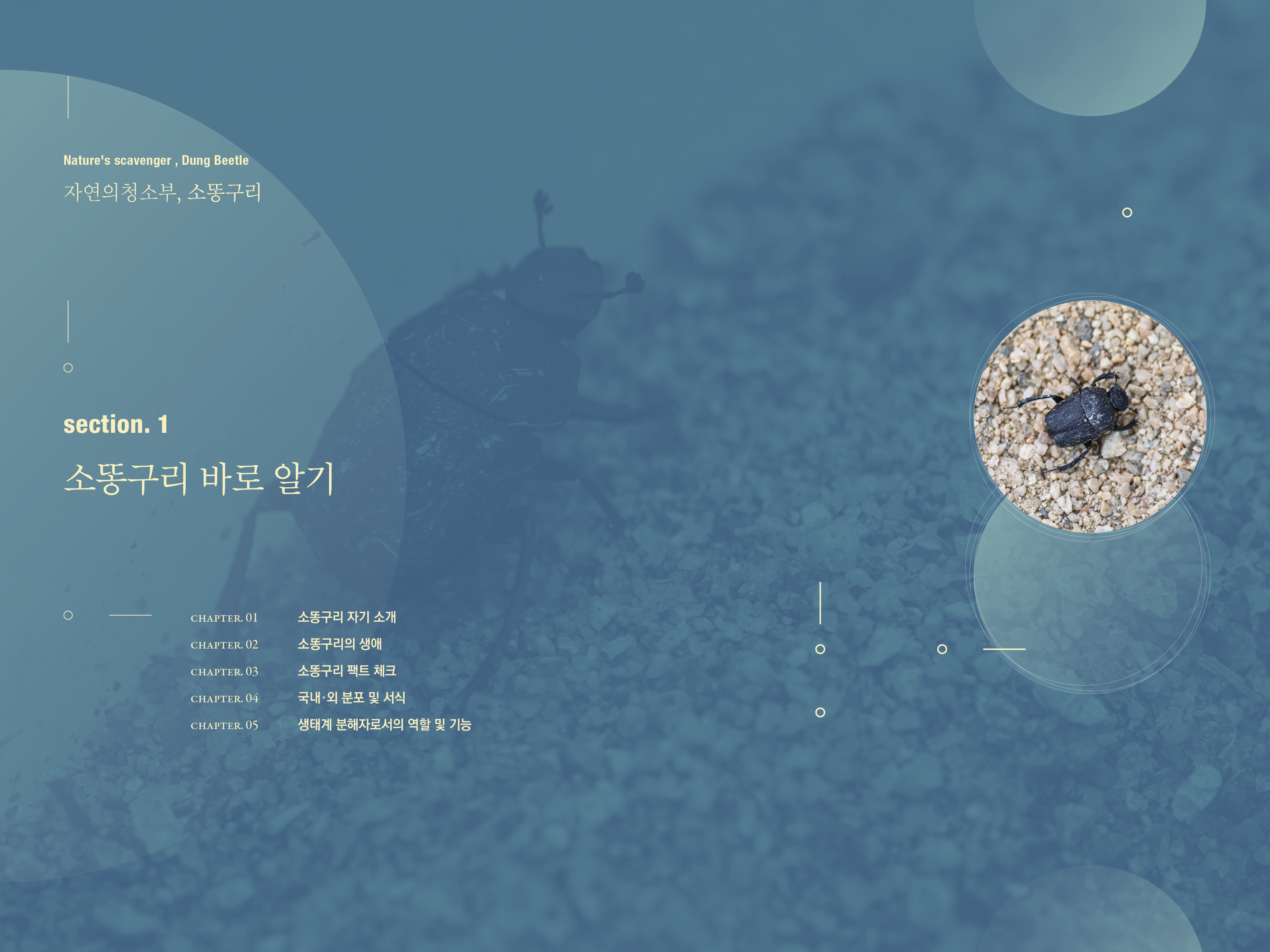 Nature's scavenger , Dung Beetle 자연의 청소부, 소똥구리 section. 1 소똥구리 바로 알기 CHAPTER. 01 '소똥구리 자기 소개 CHAPTER. 02 소똥구리의 생애 CHAPTER. 03 소똥구리 팩트 체크 - oo CHAPTER. 04 국내·외 분포 및 서식 CHAPTER. 05 '생태계 분해자로서의 역할 및 기능