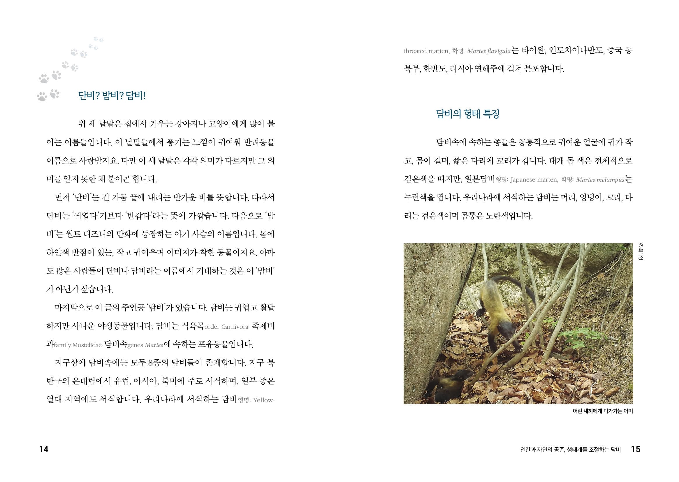 14~15쪽 '인간과 자연의 공존, 생태계를 조절하는 담비' - [단비? 밤비? 담비!] 위 세 낱말은 집에서 키우는 강아지나 고양이에게 많이 붙이는 이름들입니다. 이 낱말들에서 풍기는 느낌이 귀여워 반려동물 이름으로 사랑받지요. 다만 이 세 낱말은 각각 의미가 다르지만 그 의미를 알지 못한 채 붙이곤 합니다. 먼저 '단비'는 긴 가뭄 끝에 내리는 반가운 비를 뜻합니다. 따라서 단비는 '귀엽다'기보다 '반갑다'라는 뜻에 가깝습니다. 다음으로 '밤비'는 월트 디즈니의 만화에 등장하는 아기 사슴의 이름입니다. 몸에 하얀색 반점이 있는, 작고 귀여우며 이미지가 착한 동물이지요. 아마도 많은 사람들이 단비나 담비라는 이름에서 기대하는 것은 이 '밤비'가 아닌가 싶습니다. 마지막으로 이 글의 주인공 '담비'가 있습니다. 담비는 귀엽고 활달하지만 사나운 야생동물입니다. 담비는 식육목(order Carnivora) 족제비과(family Mustelidae) 담비속(genes Martes)에 속하는 포유동물입니다. 지구상에 담비속에는 모두 8종의 담비들이 존재합니다. 지구 북반구의 온대림에서 유럽, 아시아, 북미에 주로 서식하며, 일부 종은 열대 지역에도 서식합니다. 우리나라에 서식하는 담비(영명: Yellow-throated marten, 학명: Martes flavigula)는 타이완, 인도차이나반도, 중국 동북부, 한반도, 러시아 연해주에 걸쳐 분포합니다. [담비의 형태 특징] 담비속에 속하는 종들은 공통적으로 귀여운 얼굴에 귀가 작고, 몸이 길며, 짧은 다리에 꼬리가 깁니다. 대개 몸 색은 전체적으로 검은색을 띠지만, 일본담비(영명: Japanese marten, 학명: Martes melampus)는 누런색을 띱니다. 우리나라에 서식하는 담비는 머리, 엉덩이, 꼬리, 다리는 검은색이며 몸통은 노란색입니다. 사진: 낙엽이 쌓인 숲 바위 옆에서 어린 새끼에게 다가가는 어미 담비(ⓒ최태영)