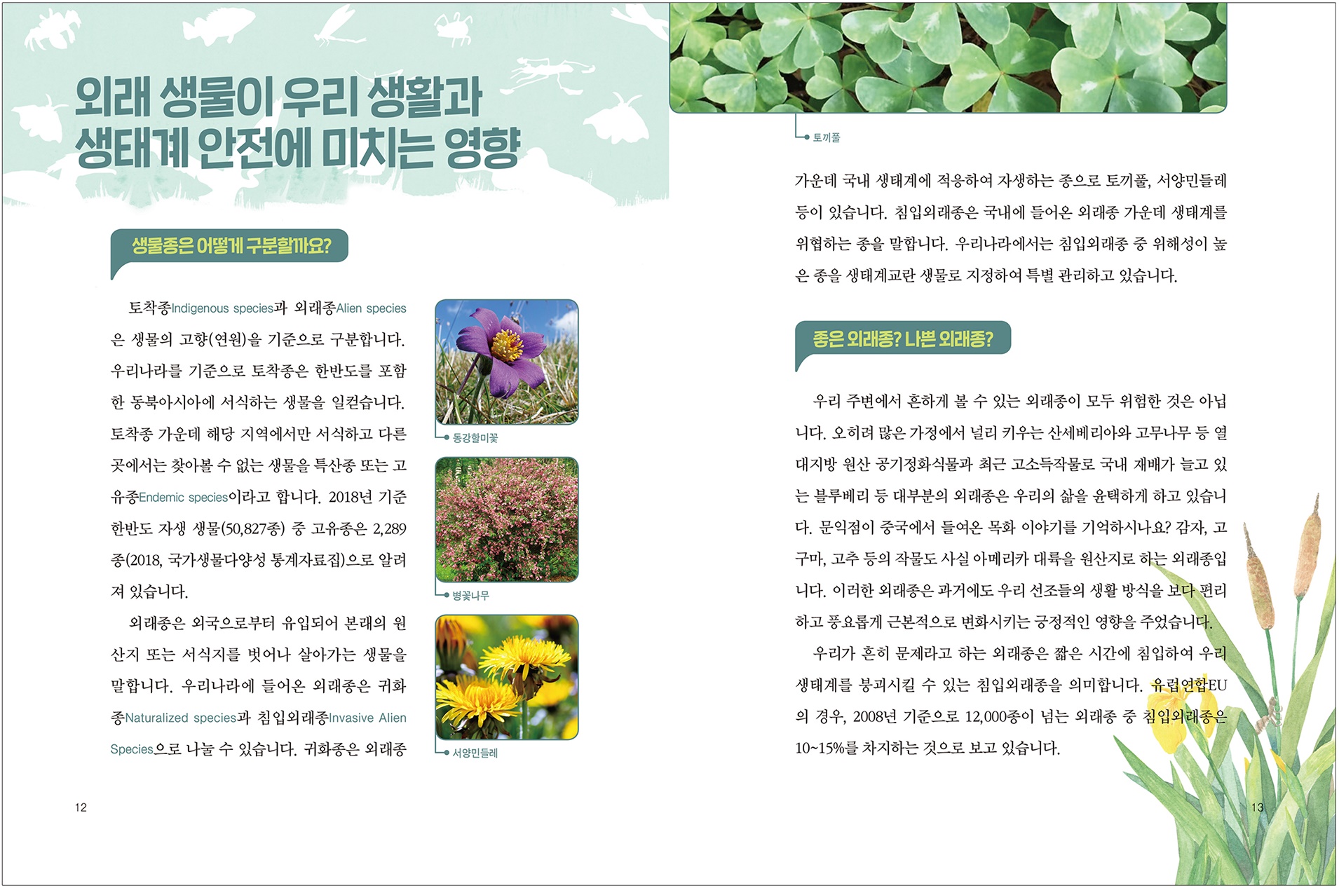 외래생물이 우리 생활과 생태계 안전에 미치는 영향 12 생물종은 어떻게 구분할까요? 토착종Indigenous species과 외래종Alien species 은 생물의 고향(연원)을 기준으로 구분합니다. 우리나라를 기준으로 토착종은 한반도를 포함 한 동북아시아에 서식하는 생물을 일컫습니다. 토착종 가운데 해당 지역에서만 서식하고 다른 곳에서는 찾아볼 수 없는 생물을 특산종 또는 고 유종Endemic species이라고 합니다. 2018년 기준 한반도 자생 생물(50,827종) 중 고유종은 2,289 종(2018, 국가생물다양성 통계자료집)으로 알려 져 있습니다. 동강할미꽃 병꽃나무 서양민들레 외래종은 외국으로부터 유입되어 본래의 원 산지 또는 서식지를 벗어나 살아가는 생물을 말합니다. 우리나라에 들어온 외래종은 귀화 종Naturalized species과 침입외래종Invasive Alien Species으로 나눌 수 있습니다. 귀화종은 외래종 가운데 국내 생태계에 적응하여 자생하는 종으로 토끼풀, 서양민들레 등이 있습니다. 토끼풀 침입외래종은 국내에 들어온 외래종 가운데 생태계를 위협하는 종을 말합니다. 우리나라에서는 침입외래종 중 위해성이 높 은 종을 생태계교란 생물로 지정하여 특별 관리하고 있습니다. 좋은 외래종? 나쁜 외래종? 우리 주변에서 흔하게 볼 수 있는 외래종이 모두 위험한 것은 아닙 니다. 오히려 많은 가정에서 널리 키우는 산세베리아와 고무나무 등 열 대지방 원산 공기정화식물과 최근 고소득작물로 국내 재배가 늘고 있는 블루베리 등 대부분의 외래종은 우리의 삶을 윤택하게 하고 있습니 다. 문익점이 중국에서 들여온 목화 이야기를 기억하시나요? 감자, 고 구마, 고추 등의 작물도 사실 아메리카 대륙을 원산지로 하는 외래종입니다. 이러한 외래종은 과거에도 우리 선조들의 생활 방식을 보다 편리 하고 풍요롭게 근본적으로 변화시키는 긍정적인 영향을 주었습니다. 우리가 흔히 문제라고 하는 외래종은 짧은 시간에 침입하여 우리 생태계를 붕괴시킬 수 있는 침입외래종을 의미합니다. 유럽연합EU 의 경우, 2008년 기준으로 12,000종이 넘는 외래종 중 침입외래종은 10~15%를 차지하는 것으로 보고 있습니다. 13