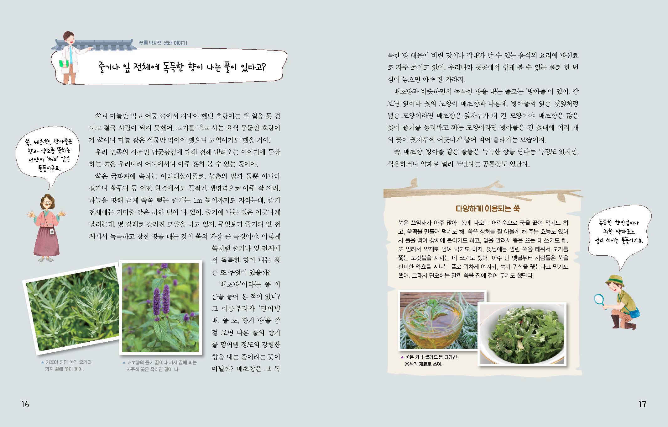 푸름 박사의 생태 이야기 쑥, 배초향, 방아풀은 향과 약초를 뜻하는 서양의 '허브' 같은 풀들이군요. 줄기나 잎 전체에 독특한 향이 나는 풀이 있다고? 쑥과 마늘만 먹고 어둠 속에서 지내야 했던 호랑이는 백 일을 못 견 디고 결국 사람이 되지 못했어. 고기를 먹고 사는 육식 동물인 호랑이 가 쑥이나 마늘 같은 식물만 먹어야 했으니 고역이기도 했을 거야. 우리 민족의 시조인 단군왕검에 대해 전해 내려오는 이야기에 등장 하는 쑥은 우리나라 어디에서나 아주 흔히 볼 수 있는 풀이야. 쑥은 국화과에 속하는 여러해살이풀로, 농촌의 밭과 들뿐 아니라 길가나 황무지 등 어떤 환경에서도 끈질긴 생명력으로 아주 잘 자라. 하늘을 향해 곧게 쭉쭉 뻗는 줄기는 1m 높이까지도 자라는데, 줄기 전체에는 거미줄 같은 하얀 털이 나 있어 줄기에 나는 잎은 어긋나게 달리는데, 몇 갈래로 갈라진 모양을 하고 있지. 무엇보다 줄기와 잎 전 체에서 독특하고 강한 향을 내는 것이 쑥의 가장 큰 특징이야. 이렇게 쑥처럼 줄기나 잎 전체에 서 독특한 향이 나는 풀 은 또 무엇이 있을까? '배초향'이라는 풀이 름을 들어 본 적이 있니? 그 이름부터가 '밀어낼 배, 풀 초, 향기 향'을 쓴 걸 보면 다른 풀의 향기 를 밀어낼 정도의 강렬한 향을 내는 풀이라는 뜻이 ▲ 가을이 되면 쑥의 줄기와 가지 끝에 꽃이 피어. ▲ 배초향의 줄기 끝이나 가지 끝에 피는 자주색 꽃은 특이한 향이 나 아닐까? 배초향은 그 독 특한 향 때문에 비린 맛이나 잡내가 날 수 있는 음식의 요리에 향신료 로 자주 쓰이고 있어. 우리나라 곳곳에서 쉽게 볼 수 있는 풀로 한 번 심어 놓으면 아주 잘 자라지 배초향과 비슷하면서 독특한 향을 내는 풀로는 '방아풀'이 있어 잘 보면 잎이나 꽃의 모양이 배초향과 다른데, 방아풀의 잎은 깻잎처럼 넓은 모양이라면 배초향은 잎자루가 더 긴 모양이야. 배초향은 많은 꽃이 줄기를 둘러싸고 피는 모양이라면 방아풀은 긴 꽃대에 여러 개 의 꽃이 꽃자루에 어긋나게 붙어 피어 올라가는 모습이지 쑥, 배초향, 방아풀 같은 풀들은 독특한 향을 낸다는 특징도 있지만, 식용하거나 약재로 널리 쓰인다는 공통점도 있단다. 다양하게 이용되는 쑥 쑥은 쓰임새가 아주 많아. 봄에 나오는 어린순으로 국을 끓여 먹기도 하 고, 쑥떡을 만들어 먹기도 해, 쑥은 상처를 잘 아물게 해 주는 효능도 있어 서 풀을 빻아 상처에 붙이기도 하고, 잎을 말려서 뜸을 뜨는 데 쓰기도 해, 또 말려서 약재로 달여 먹기도 하지. 옛날에는 말린 쑥을 태워서 모기를 쫓는 모깃불을 지피는 데 쓰기도 했어. 아주 먼 옛날부터 사람들은 쑥을 신비한 약효를 지니는 풀로 귀하게 여겨서, 쑥이 귀신을 쫓는다고 믿기도 했어. 그래서 단오에는 말린 쑥을 집에 걸어 두기도 했단다. ▲ 쑥은 차나 샐러드 등 다양한 음식의 재료로 쓰여. 독특한 향만큼이나 귀한 약재로도 널리 쓰이는 풀들이지요.